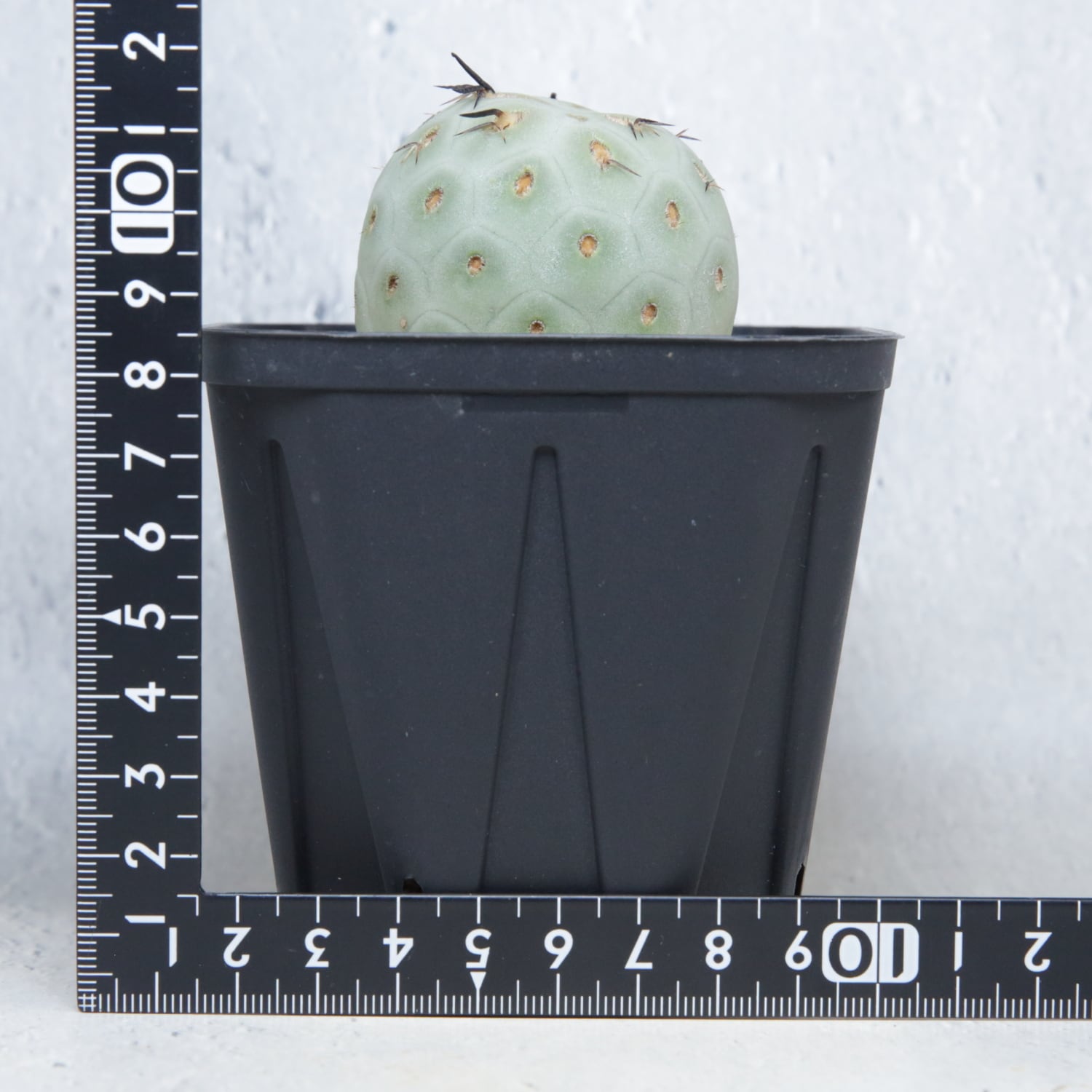 大球 5cm 1球 シングル テフロカクタス ゲオメトリクス | LIGHTHOUSE