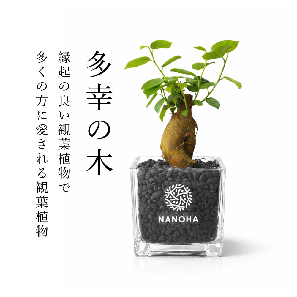ガジュマル】お洒落な砂利で育てる観葉植物・虫が湧きにくく衛生的（黒