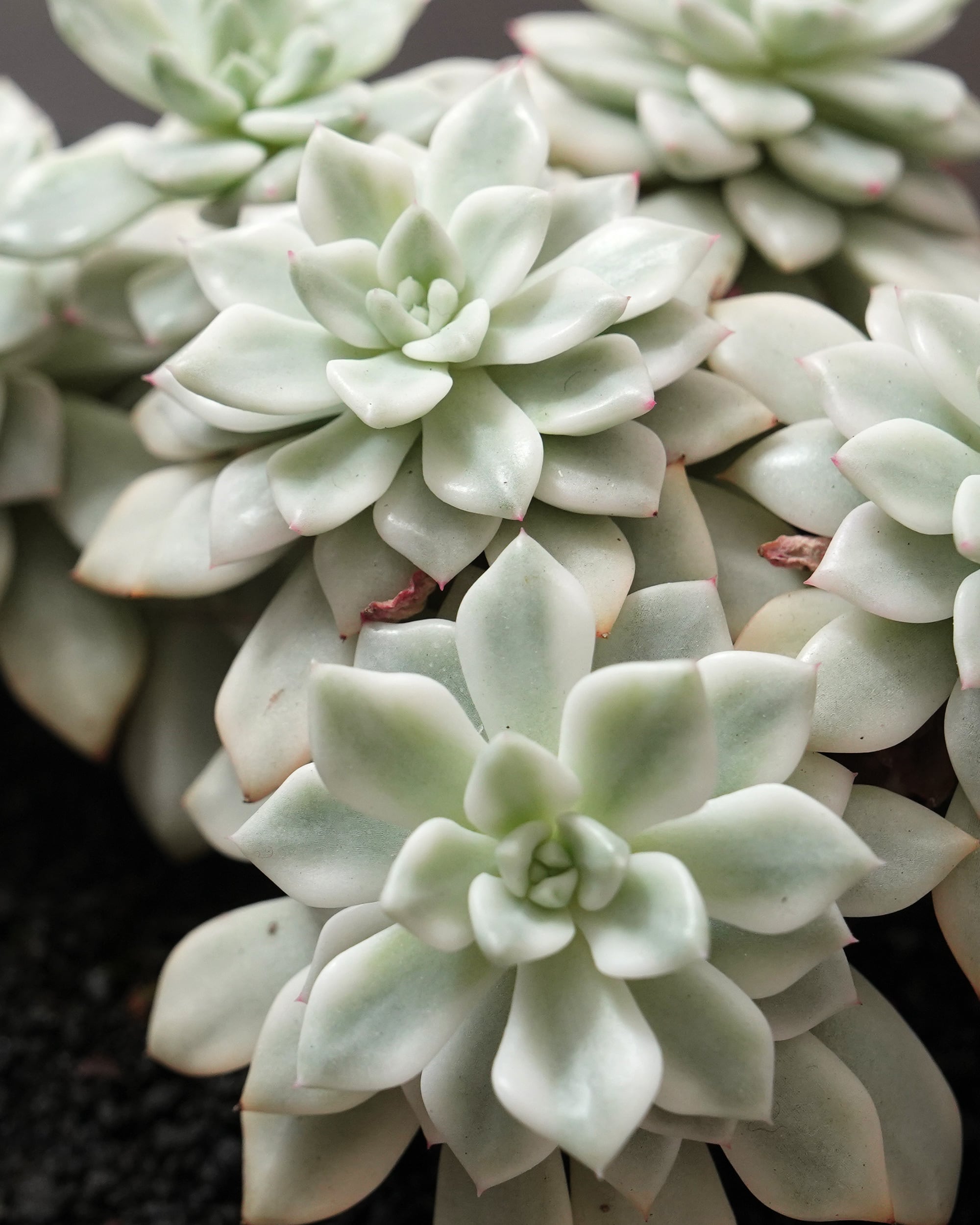 PREMIUM】見本株 ファントム錦 Echeveria 'Phantom Variegated