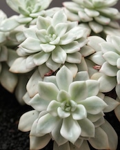 【PREMIUM】見本株 ファントム錦 Echeveria 'Phantom Variegated'