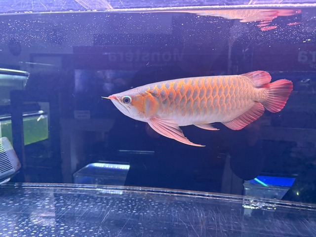 スーパーレッド40cm ビッグフィン
