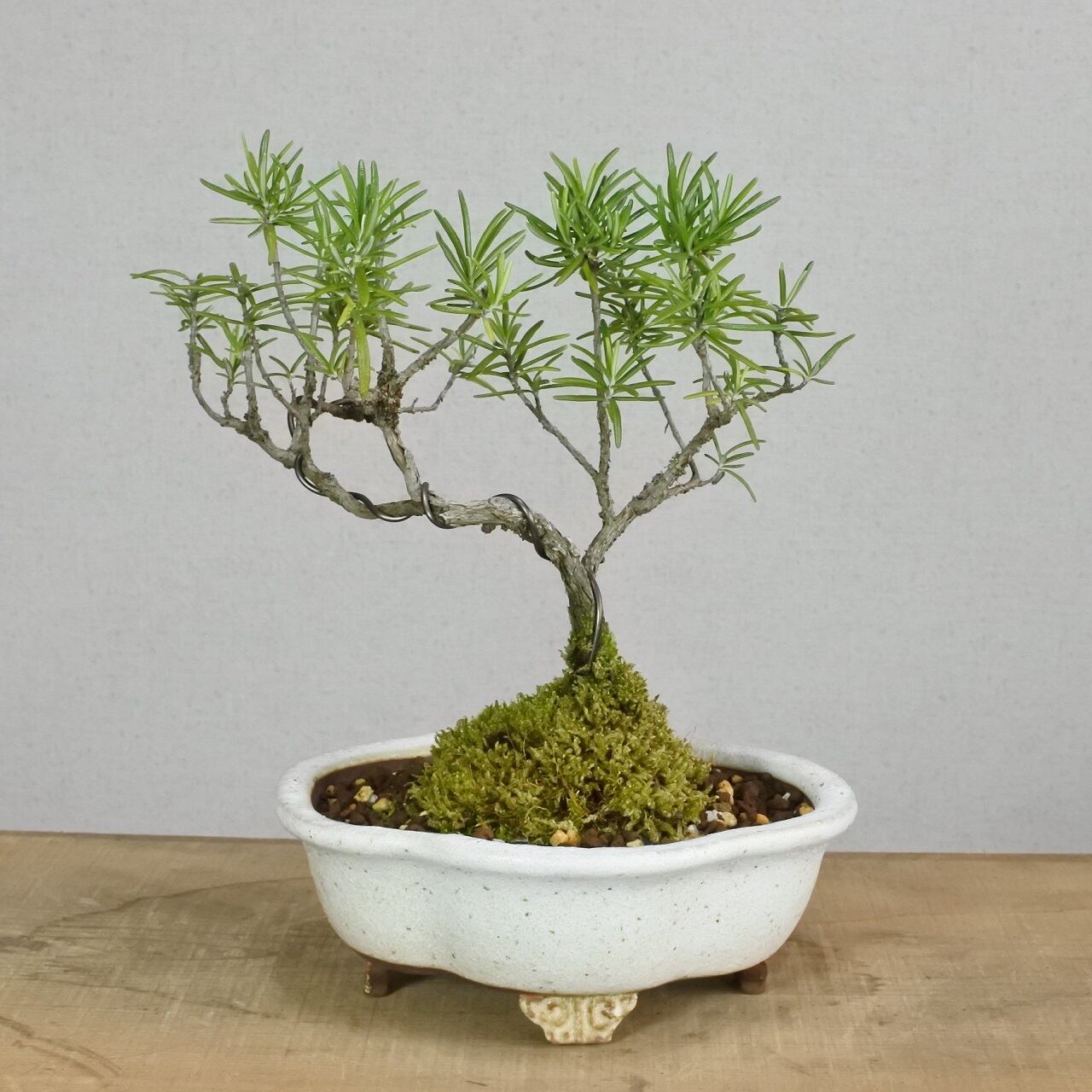 ハーブ ローズマリー 立性 R19 Bonsai 鉄と山