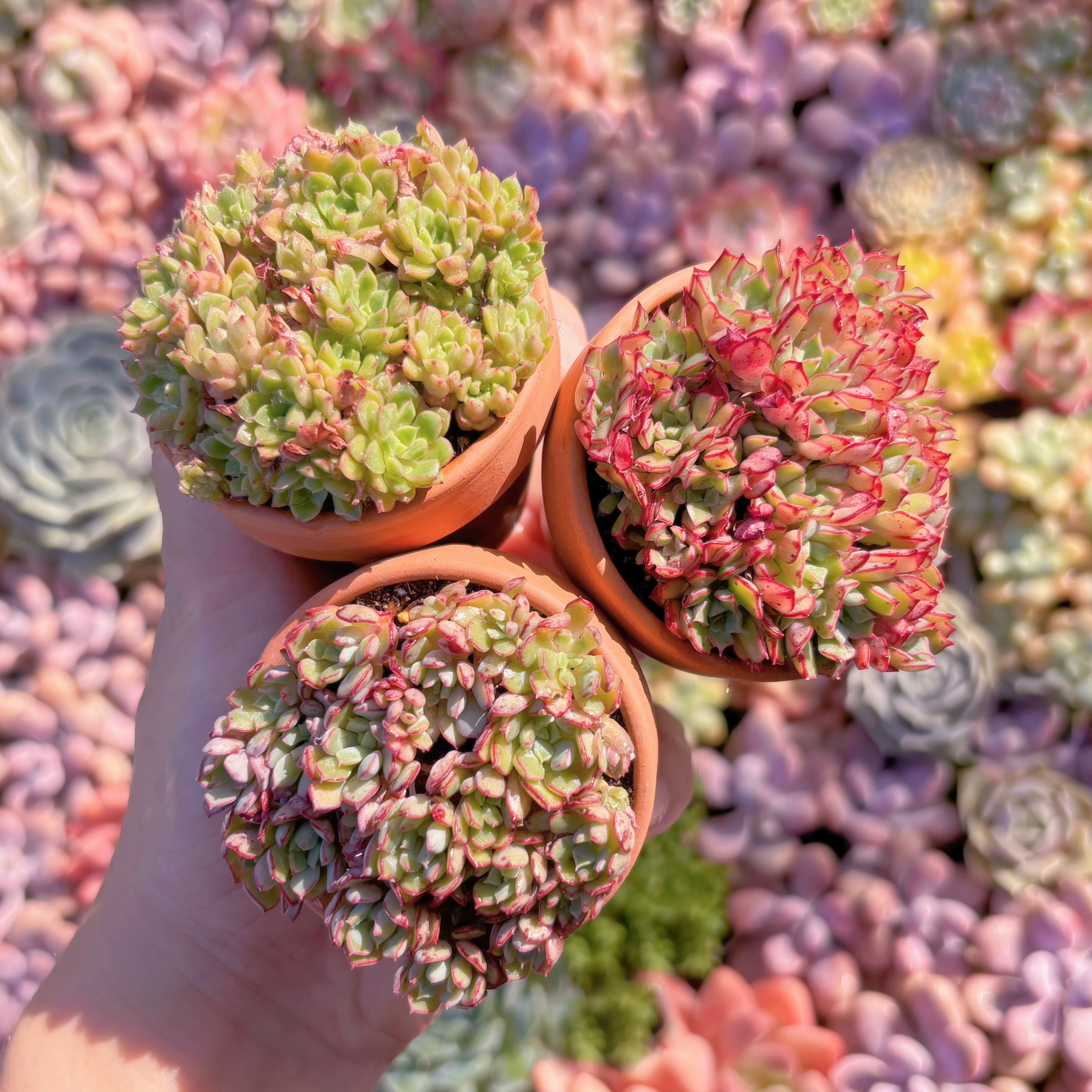 多肉植物　シンデレラ　群生　新入荷　るる農園