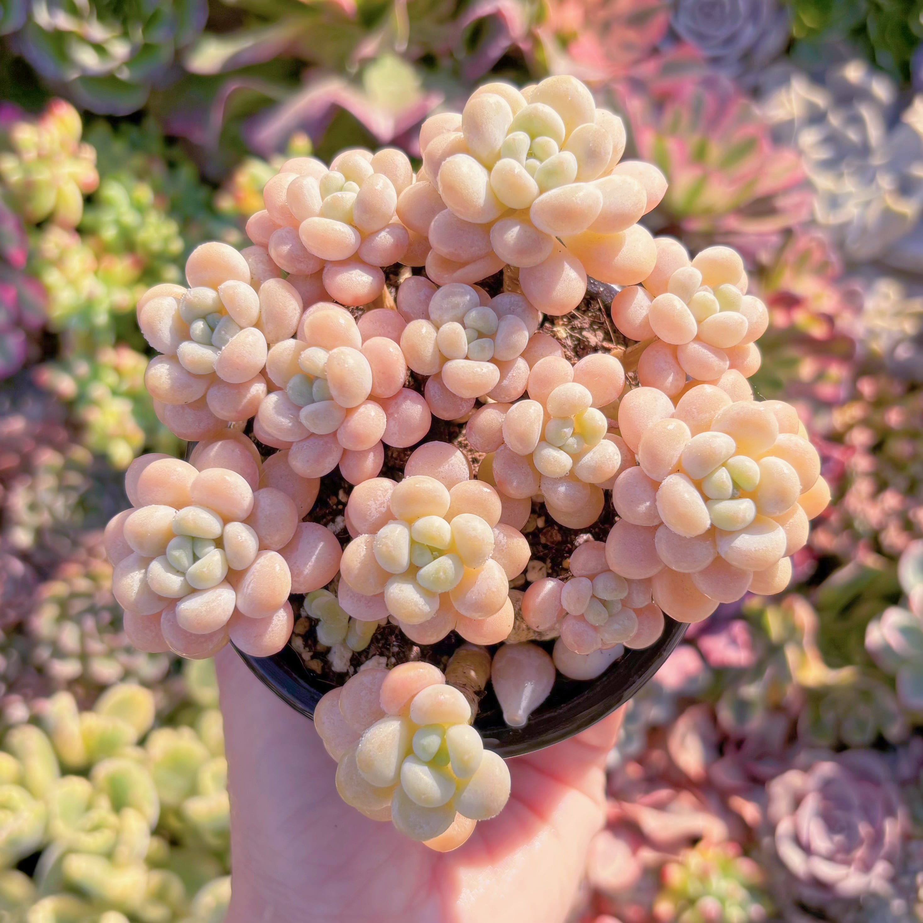 現品　丸葉ストロベリーミルク#M165　群生　るる農園