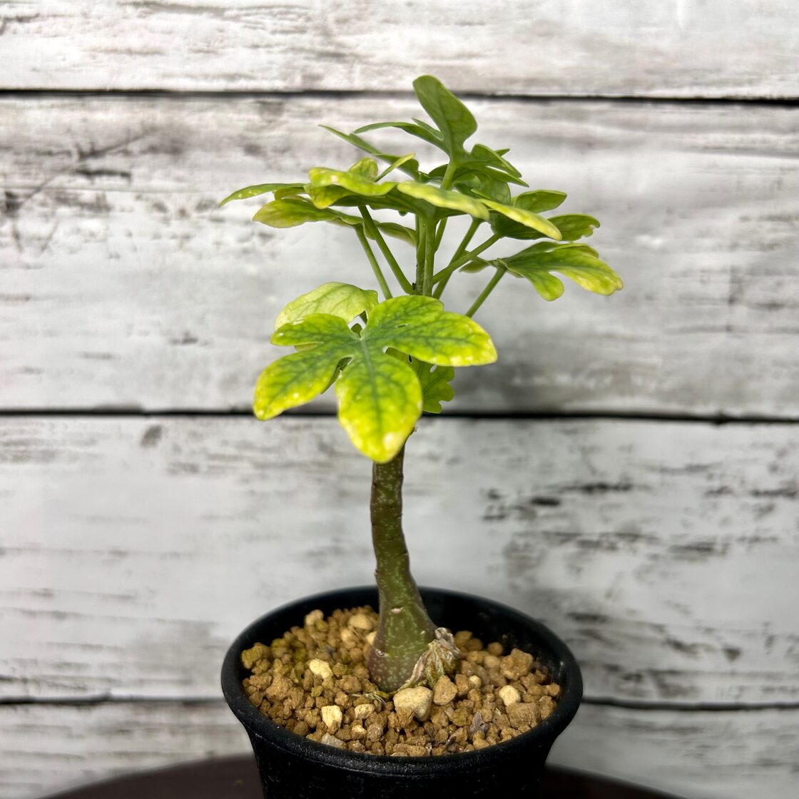 アデニア グラウカ 塊根植物 コーデックス 13601 | Pay ID