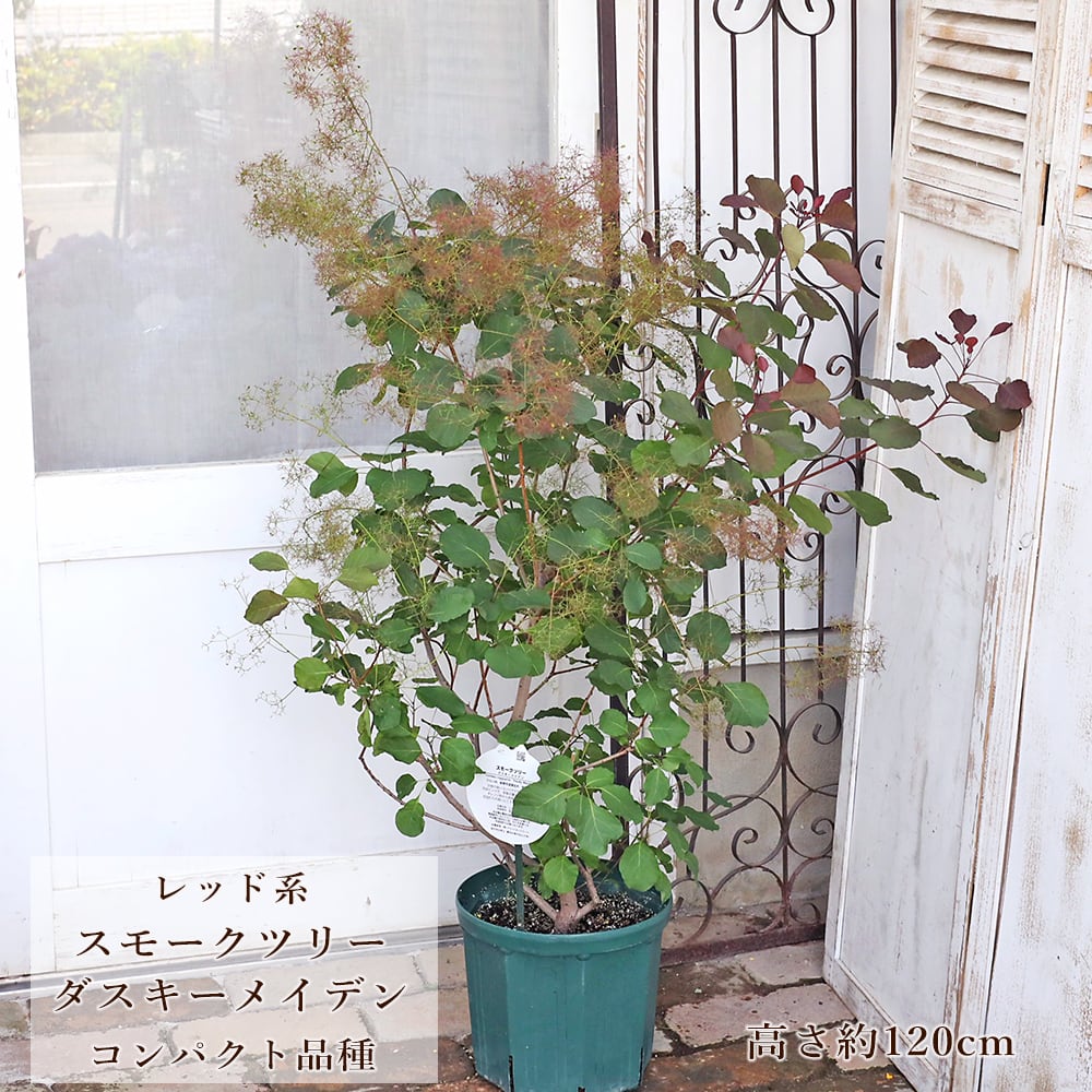 常緑苗木 オリーブ シプレッシーノ 3号 ソウジュ 創樹 SOUJU 庭木
