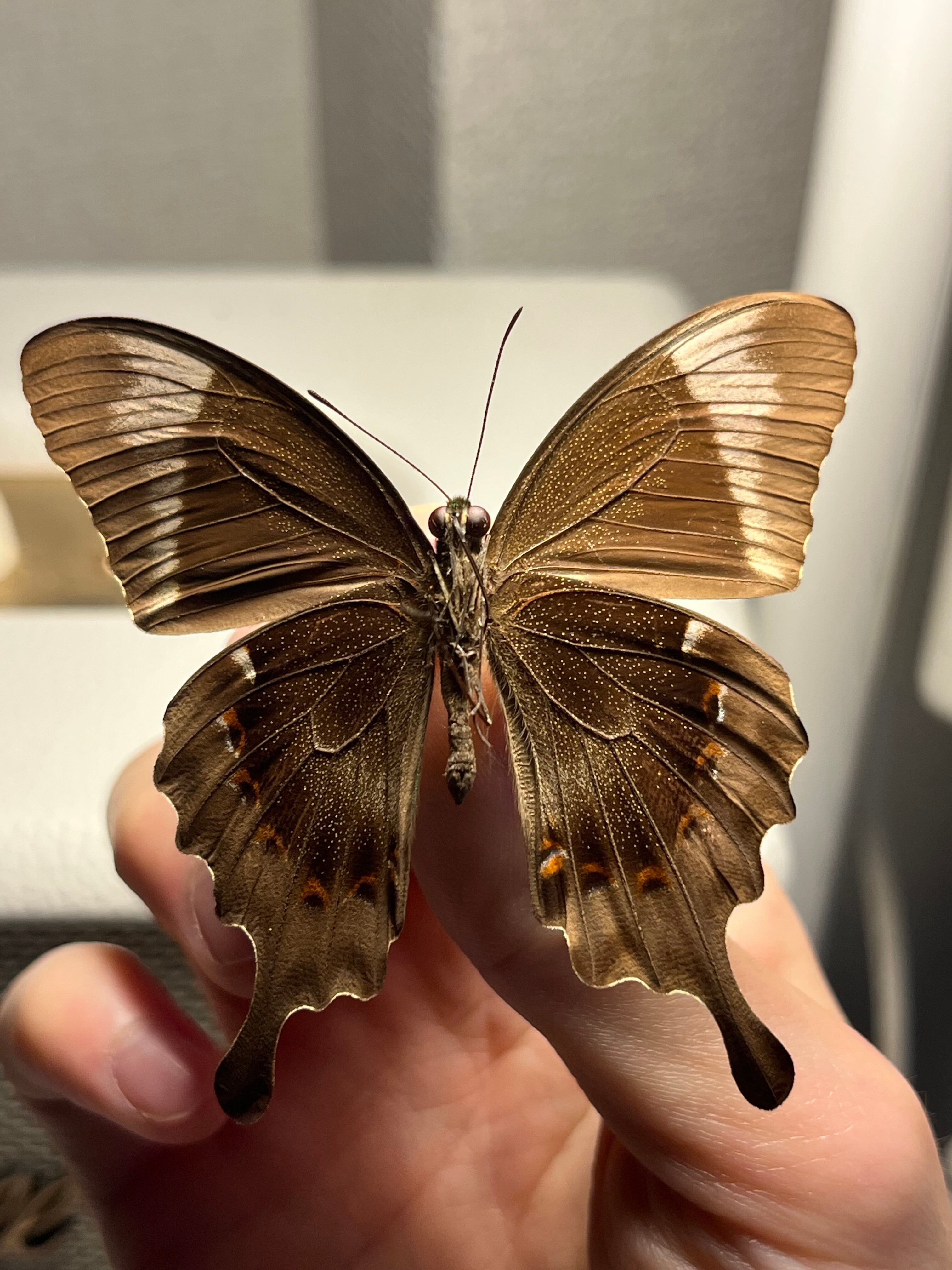 二色展開】スンバアオネアゲハ Papilio 外国産蝶標本 ルリモンアゲハ