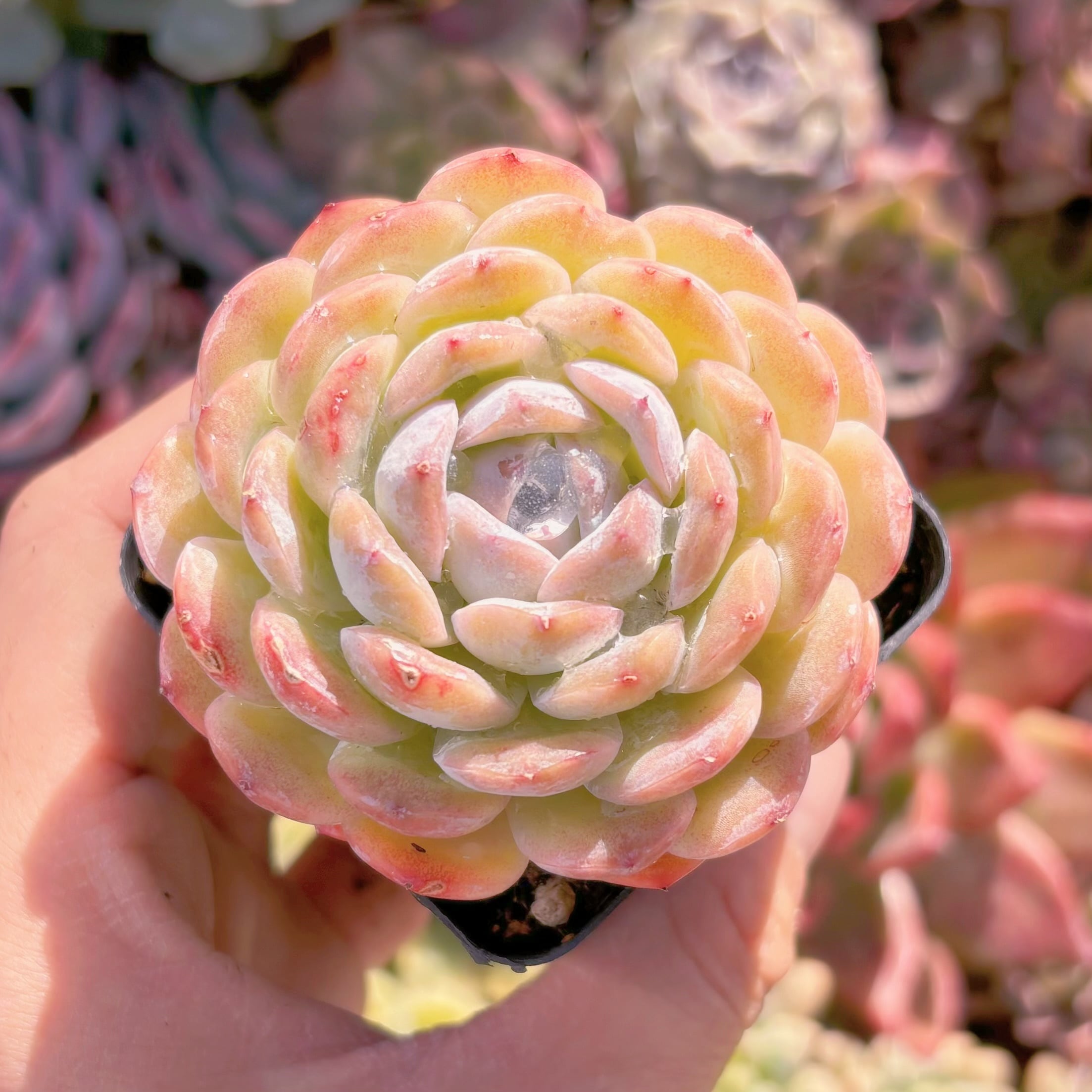 現品　ホワイトスノー#860　るる農園