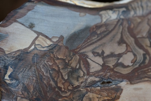 ビッグスジャスパー　Jasper