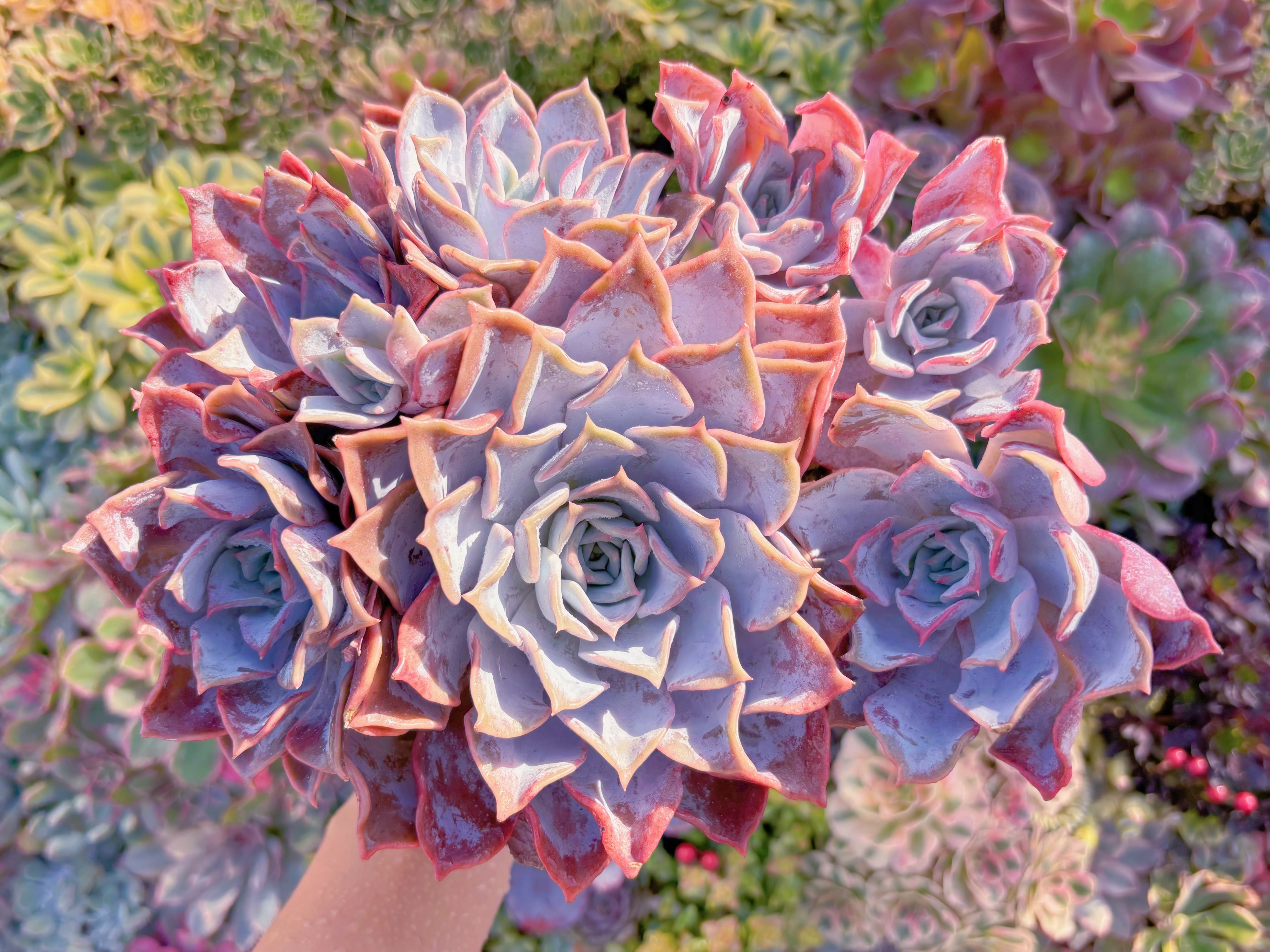 現品　Echeveria 'Lucila#1120　特特特大群生　新入荷　るる農園