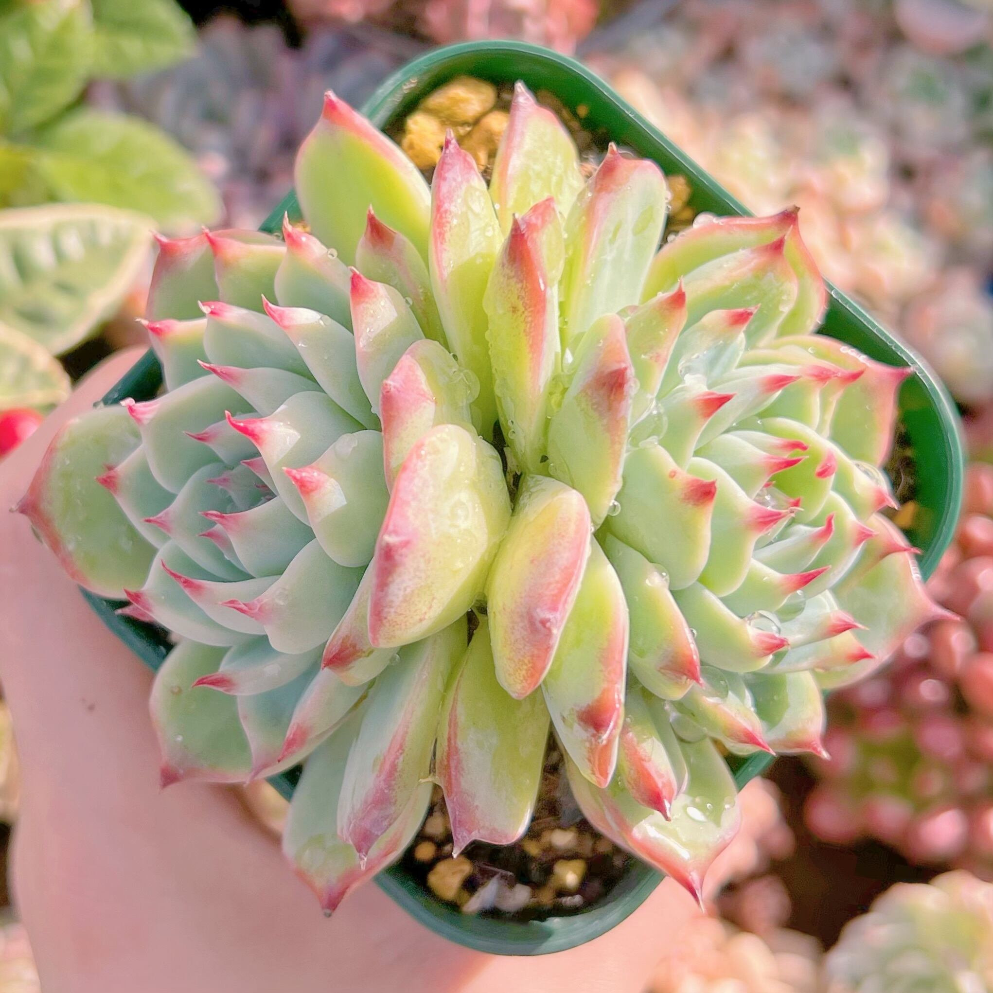 現物　多肉植物　Lindsay  2頭群生#080   るる農園