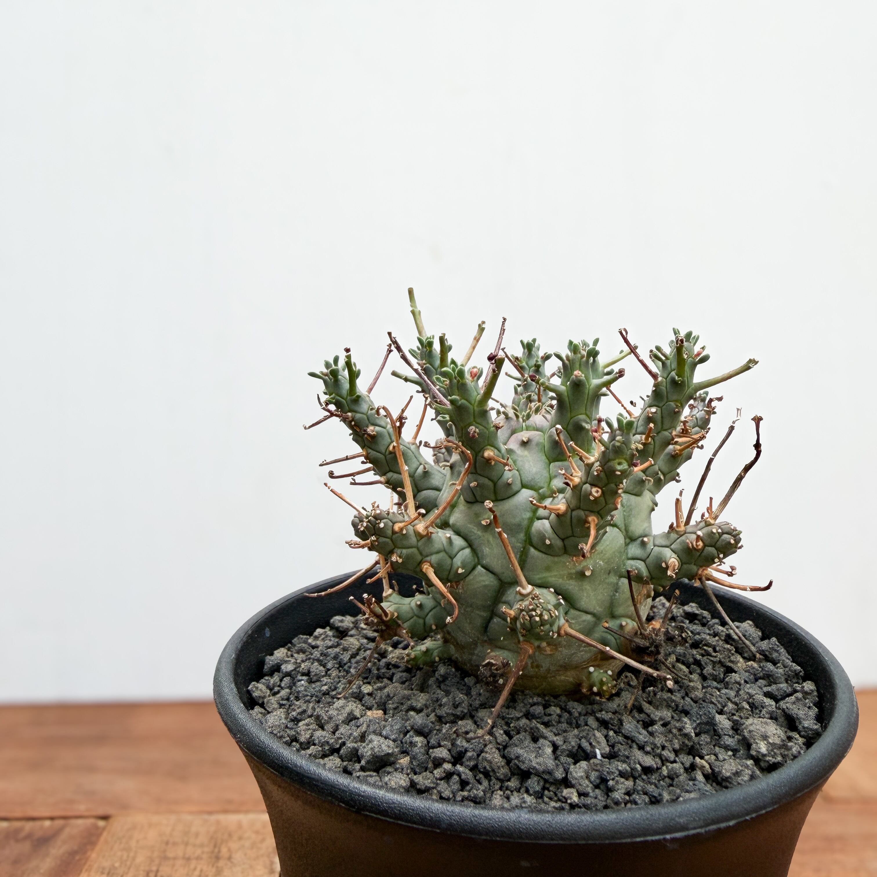 Euphorbia Decepta【ユーフォルビア・デセプタ・実生】 | RIMO'S GREEN