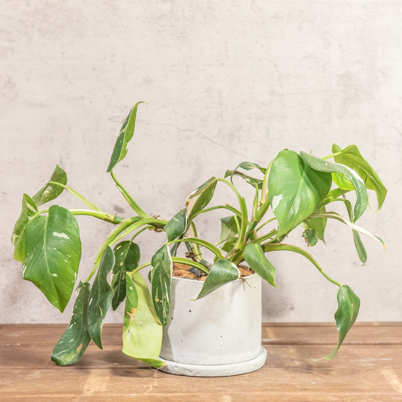 フィロデンドロン・ホワイトプリンセス|真っ白な斑入りの葉が印象的なエレガントな観葉植物【一点物モルタル鉢】