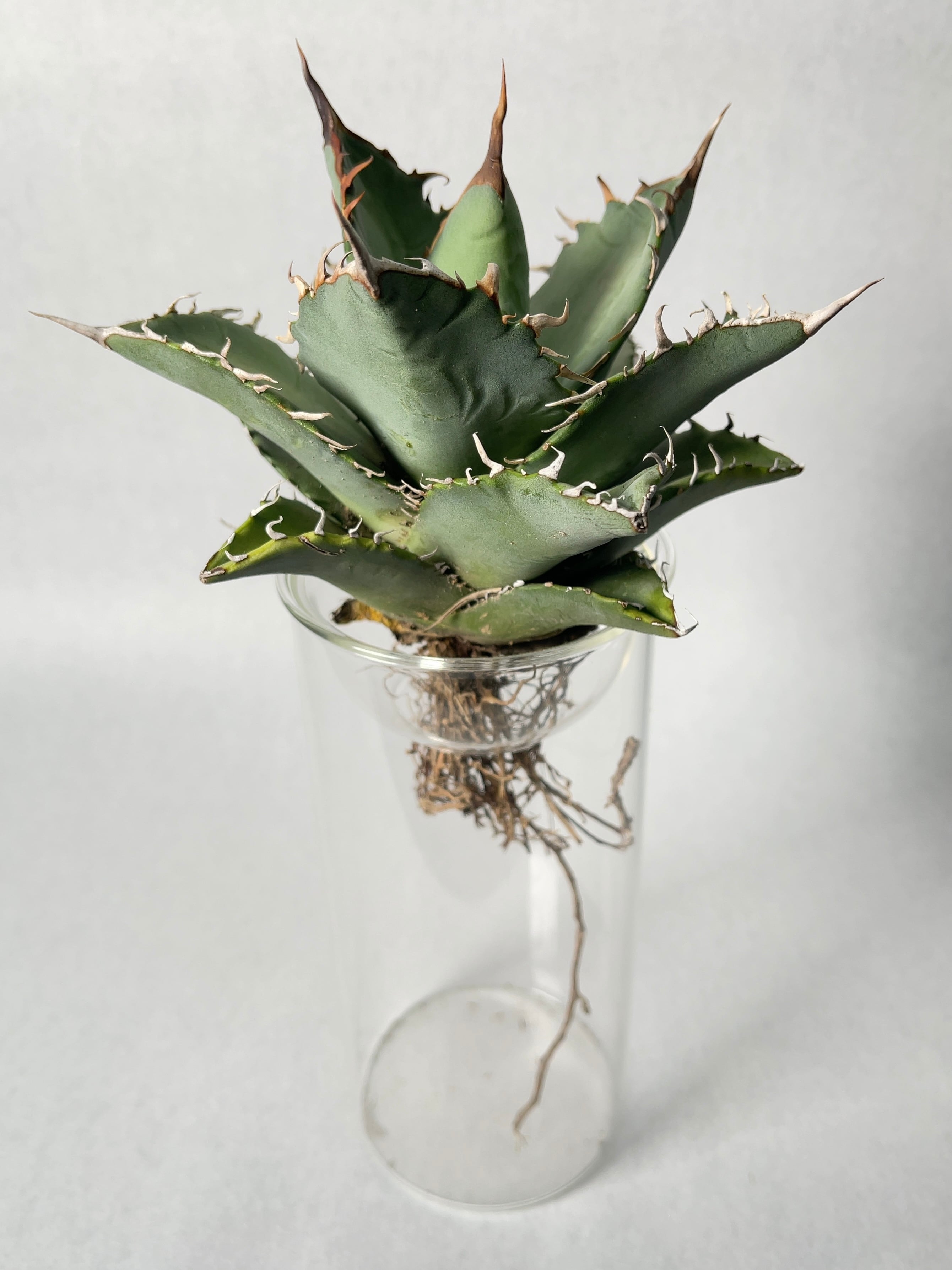 アガベ・オアハカオテロイ9 | trigger