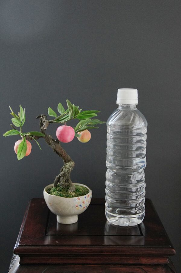 盆栽 桃 Peach Tree Bonsai #56（鉢変更） | Oh! BONSAI