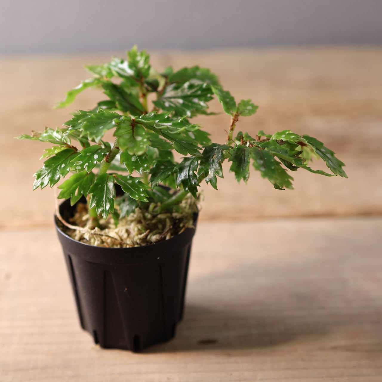 399 熱帯の森が宿る、静かな輝き『ベゴニアsp. Papua New Guinea』観葉