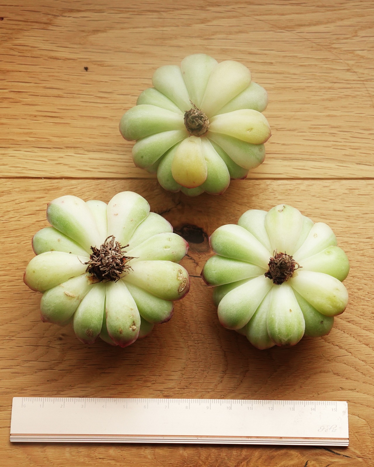 カット苗 ストロベリーアイス陰陽錦 Echeveria 'Strawberry Ice' Yin Yang Variegated