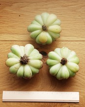 カット苗 ストロベリーアイス陰陽錦 Echeveria 'Strawberry Ice' Yin Yang Variegated