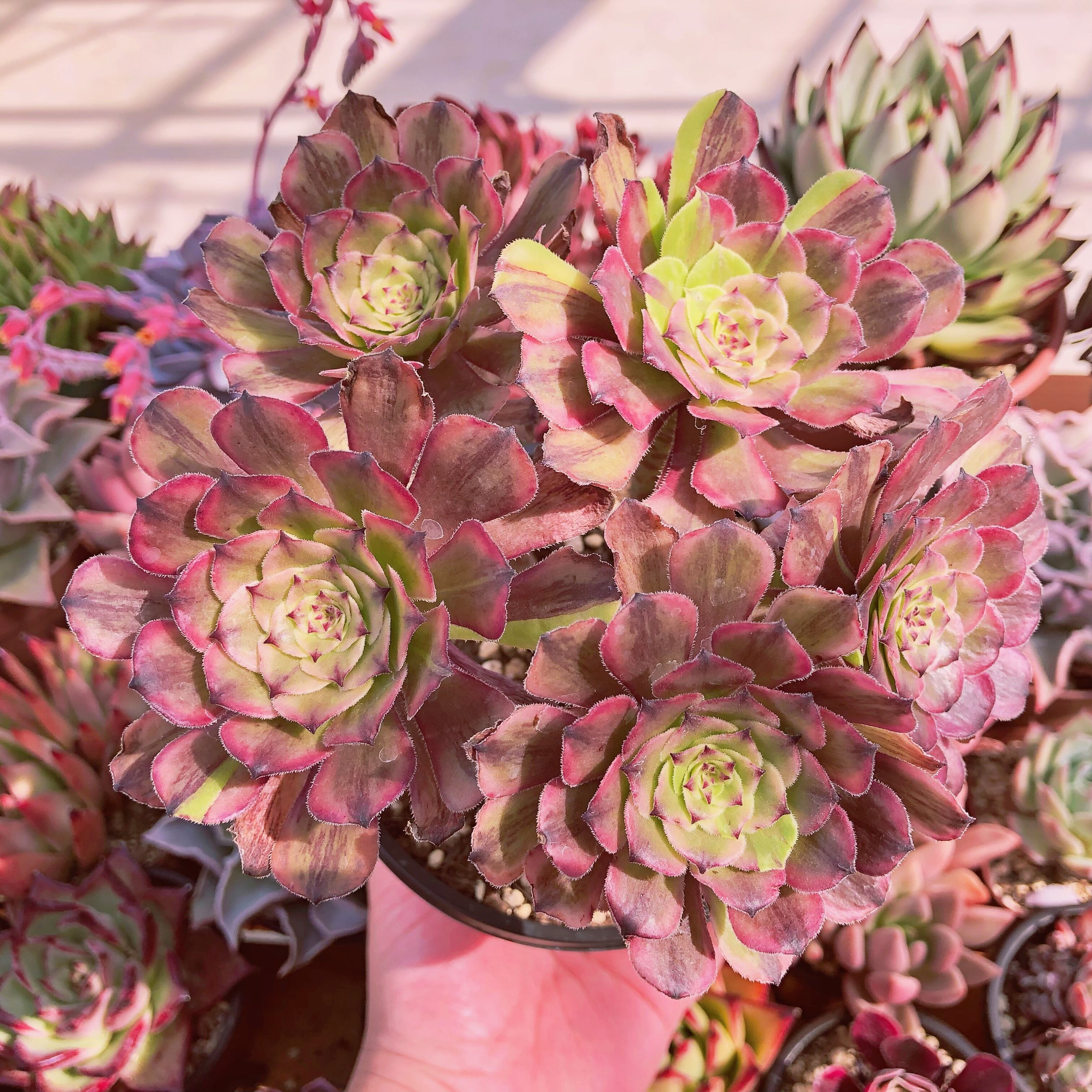 多肉植物   ピンクフェスティバル　特大群生　