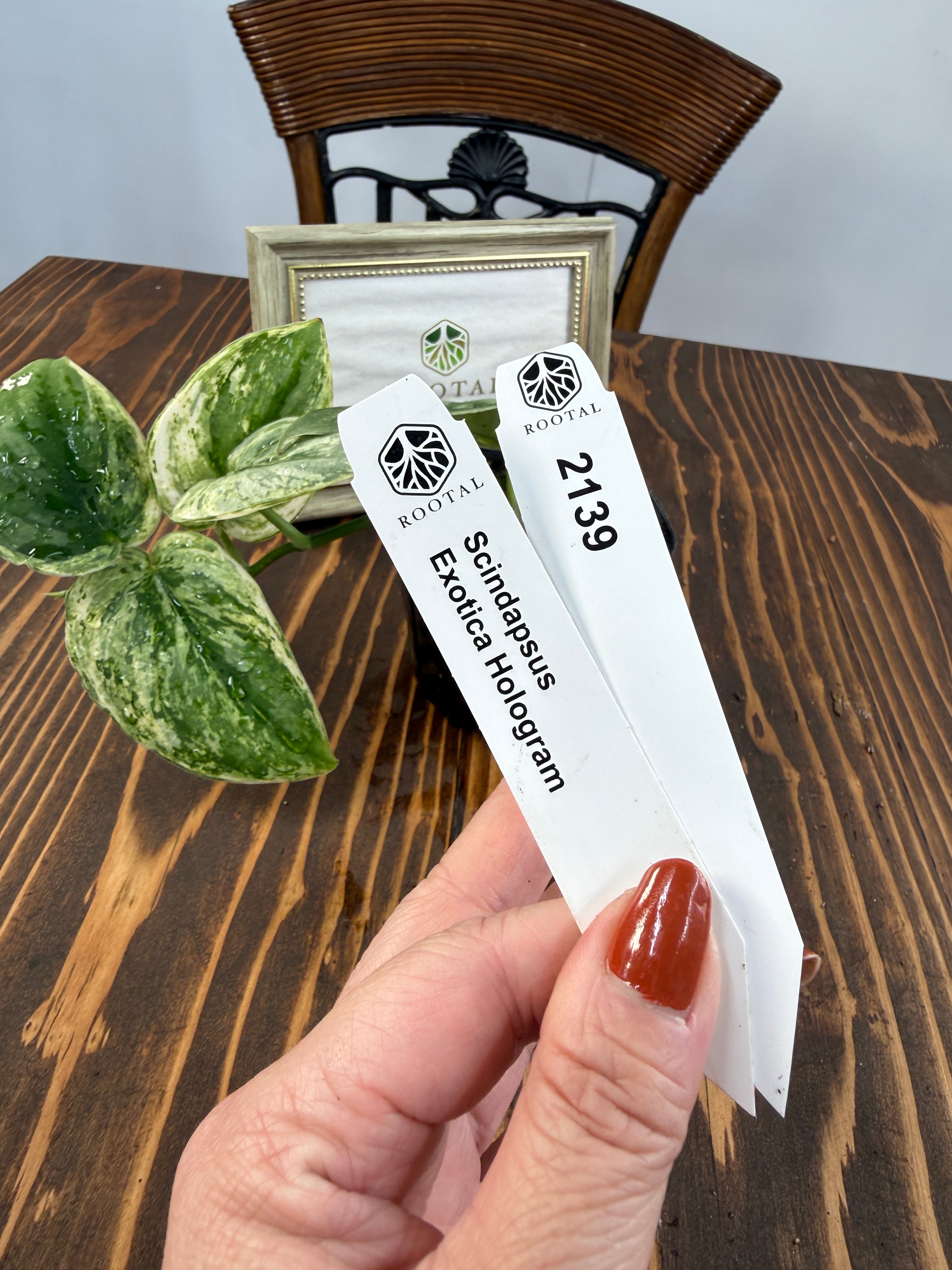 ★2139【輝くホログラム】スキンダプサス エキゾチカ ホログラム(3.5号ポット)