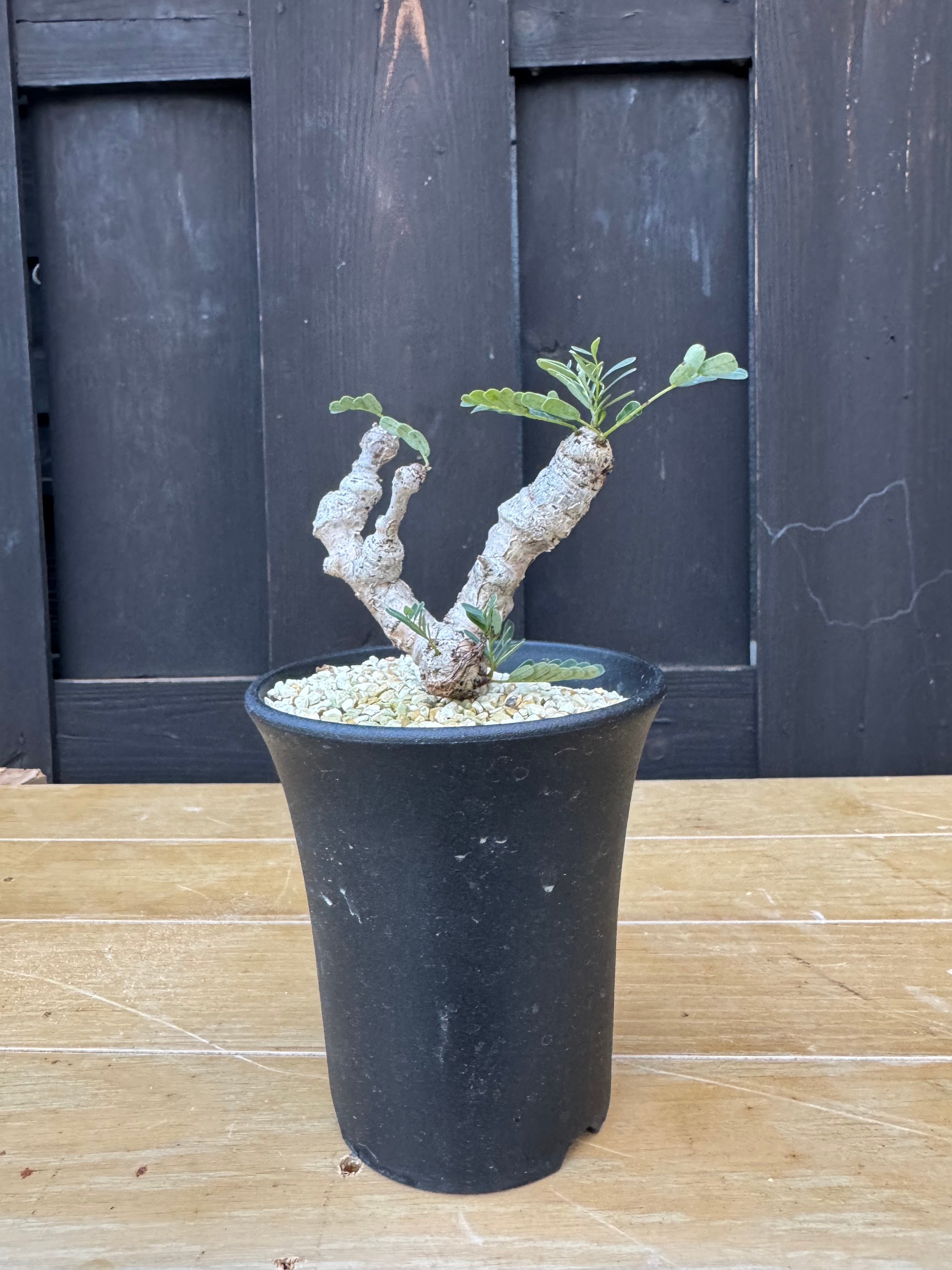 塊根植物 -caudex- | 青坊主-aobouzu-
