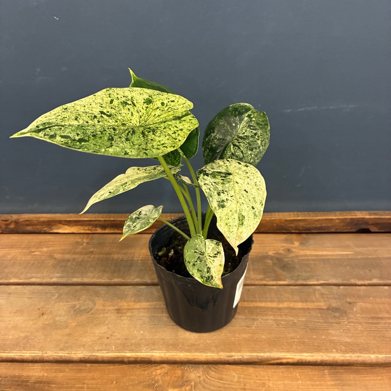 PROTOLEAF プロトリーフ