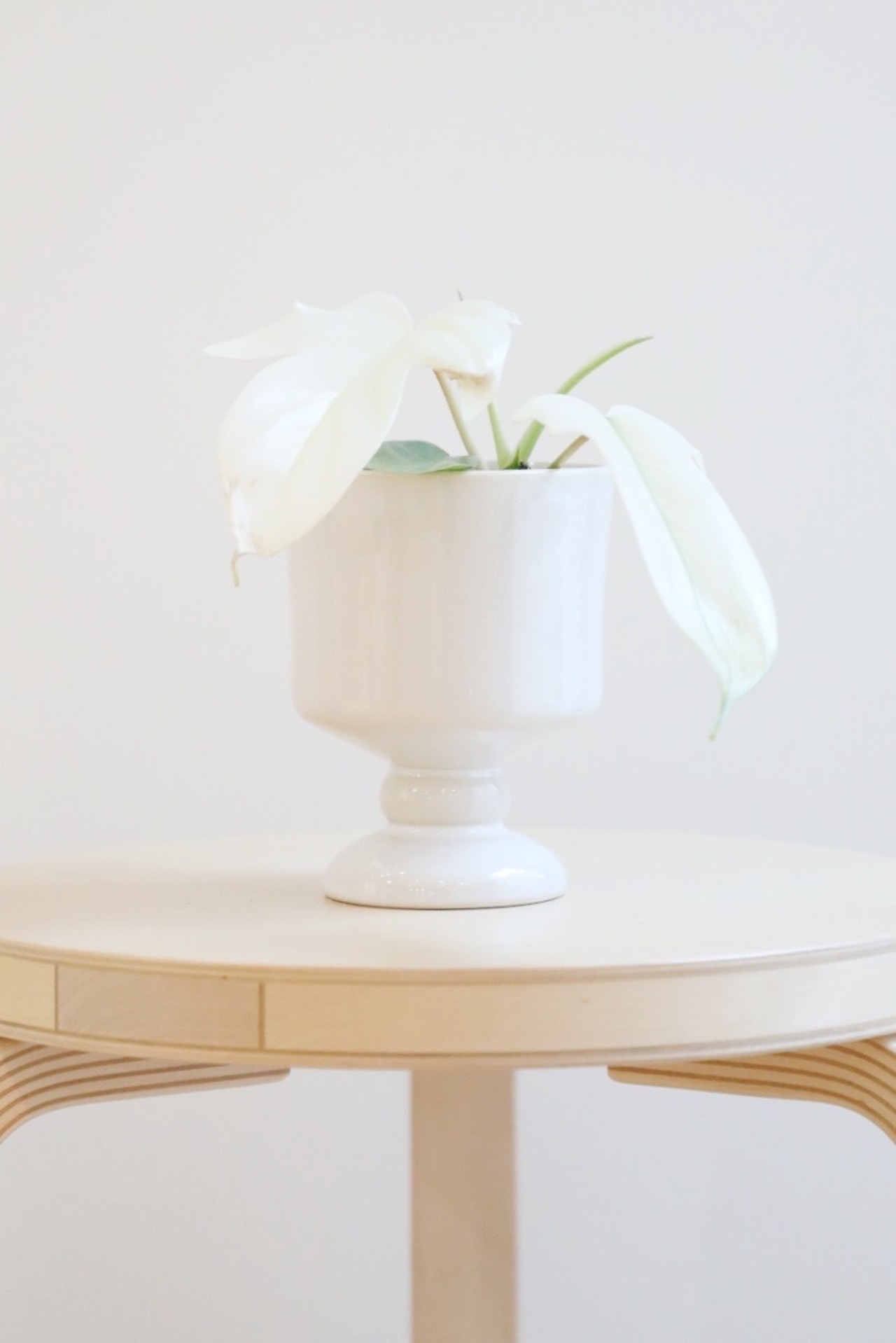 【S】フィロデンドロン フロリダゴーストミント/Philodendron