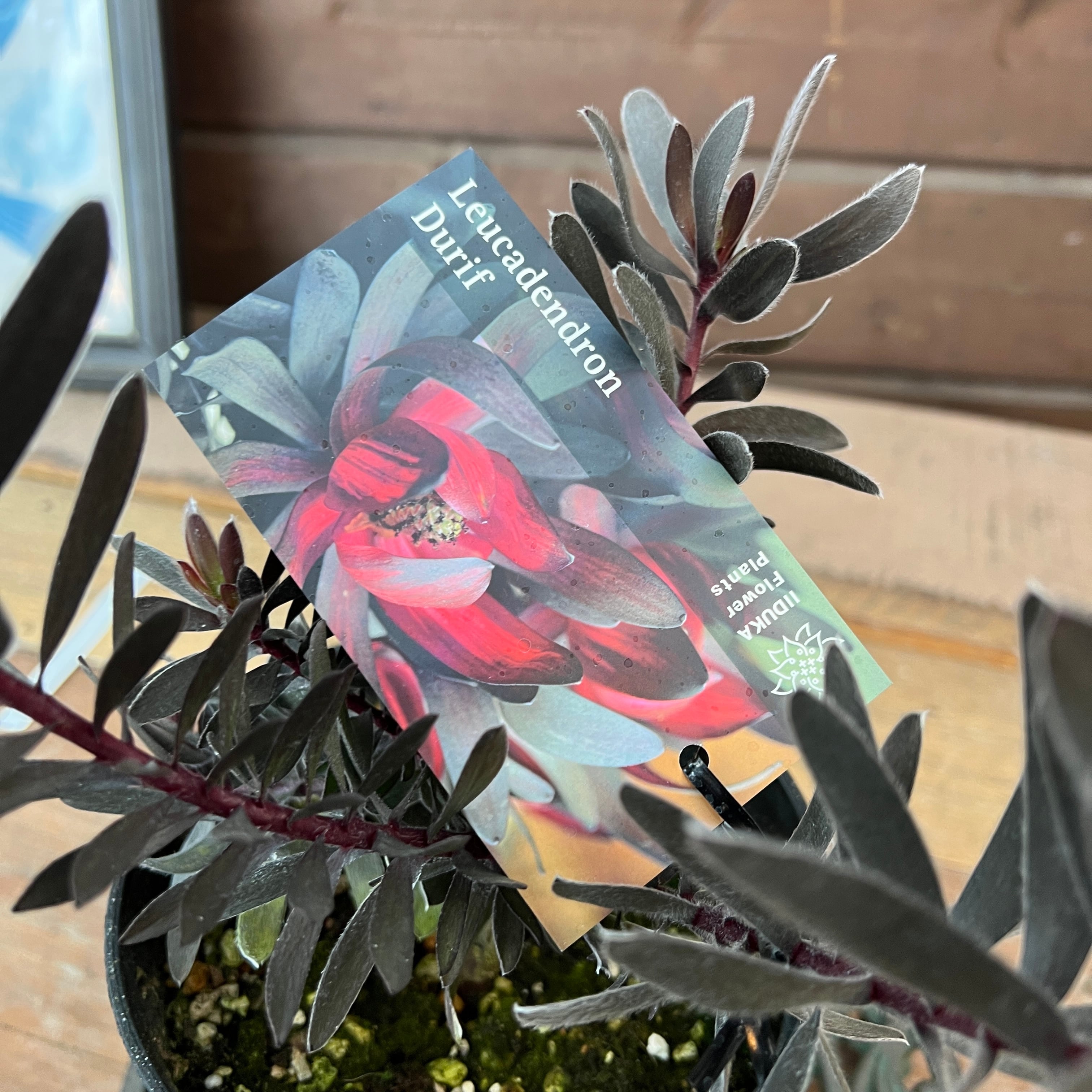 リューカデンドロン デュリフ② | 沼ノ上農園