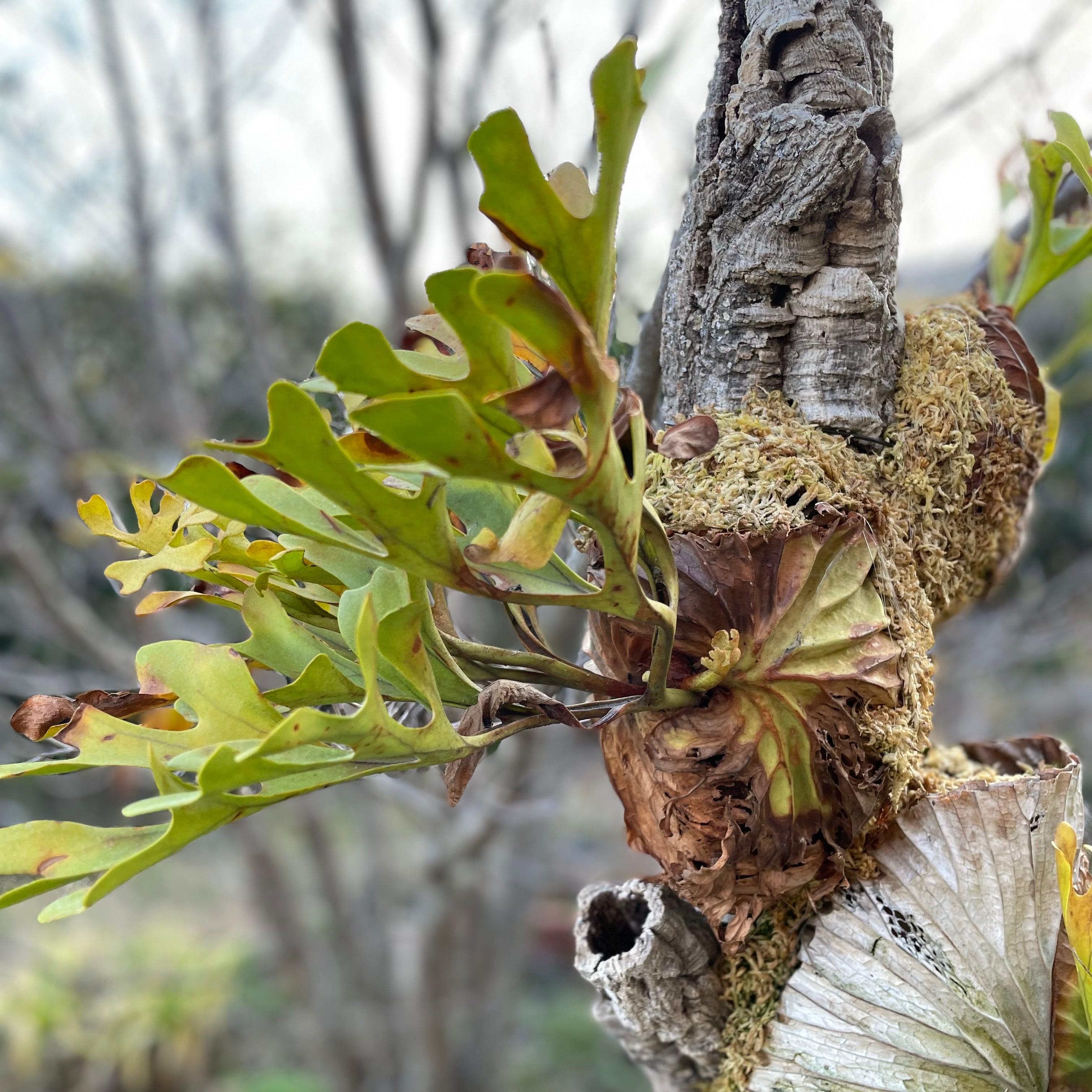 P.ridleyi wild three head | naturefix