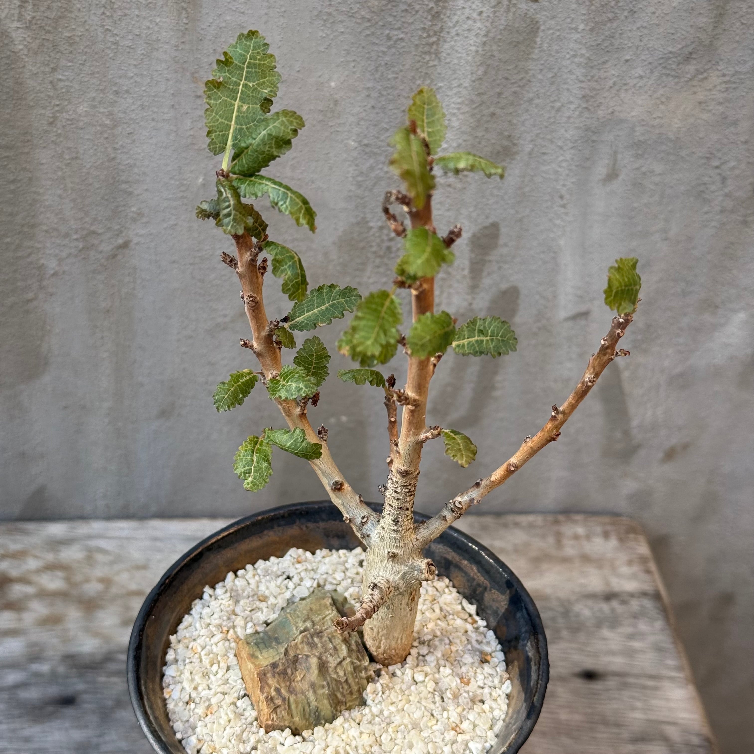 植物×鉢】ボスウェリア ナナ 実生株 × 陶器鉢 | A-PLANTS