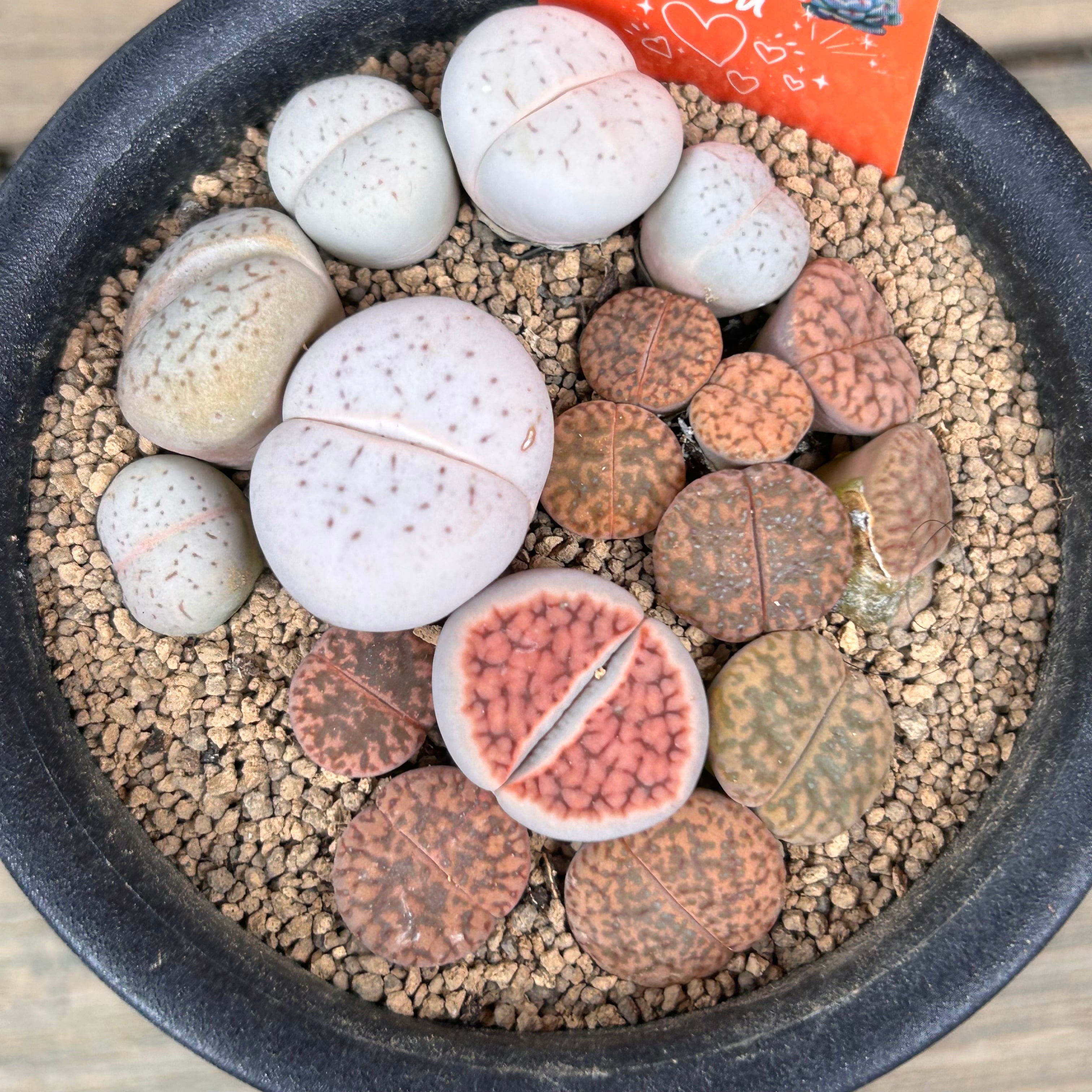 リトープスMIX | RuPo 多肉植物専門店