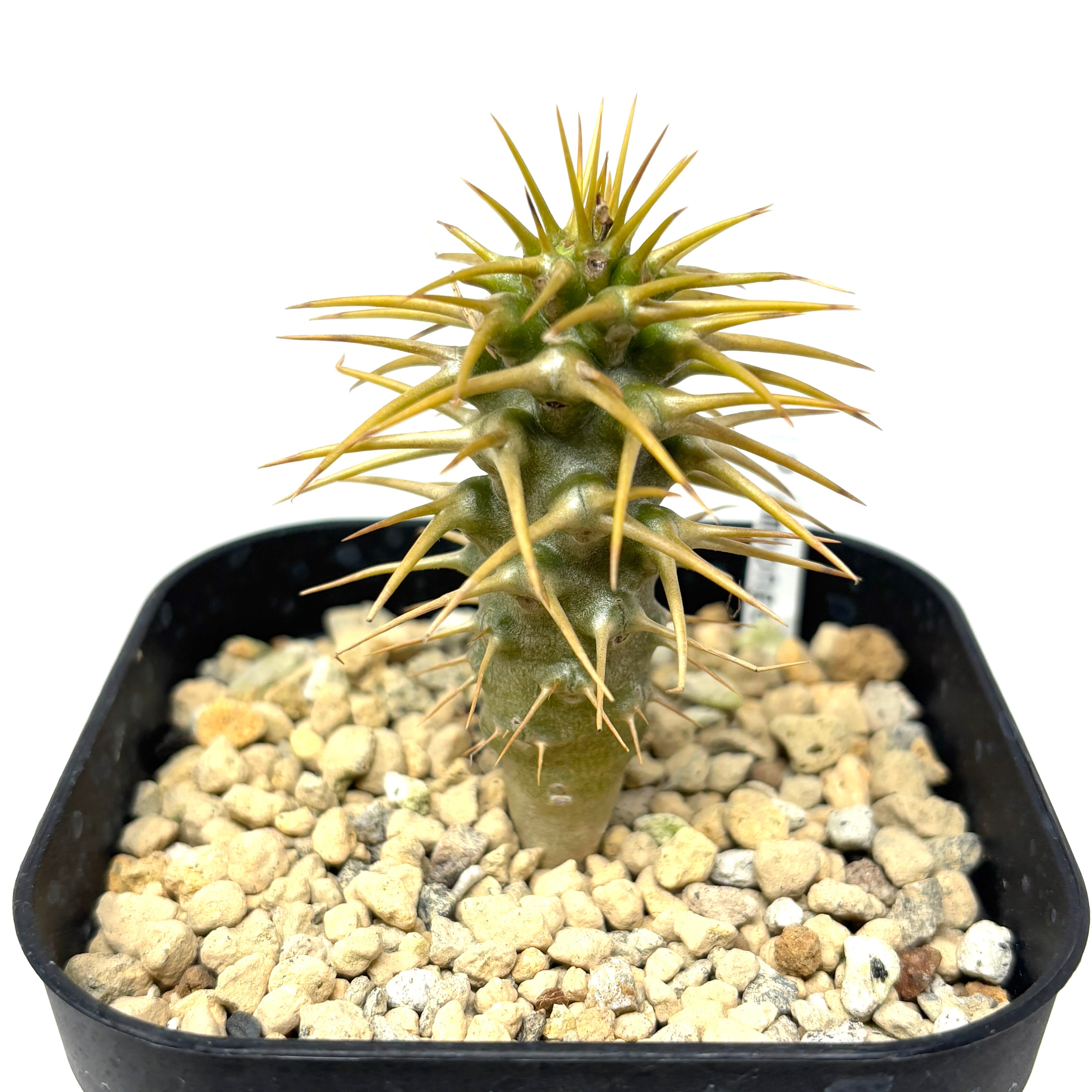 パキポディウム アンボンゲンセ【202】