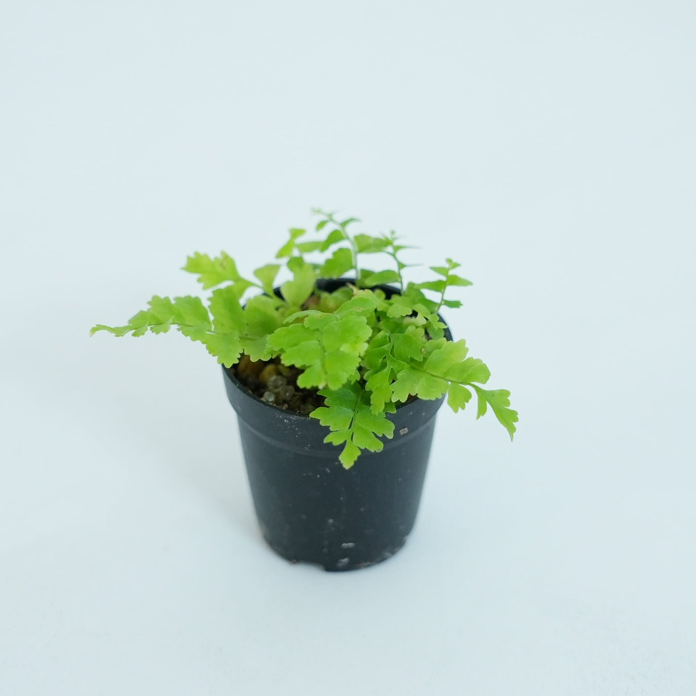 熱帯植物　シダ　希少種　Haplopteris heterophylla Haplopteris heterophylla台湾北部低地性.1 : コケシノブログ‐苔忍録‐