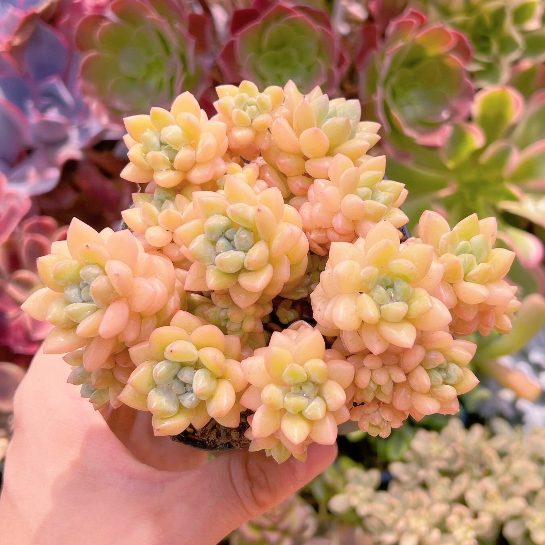 現品　ピンクパールsp#643　るる農園