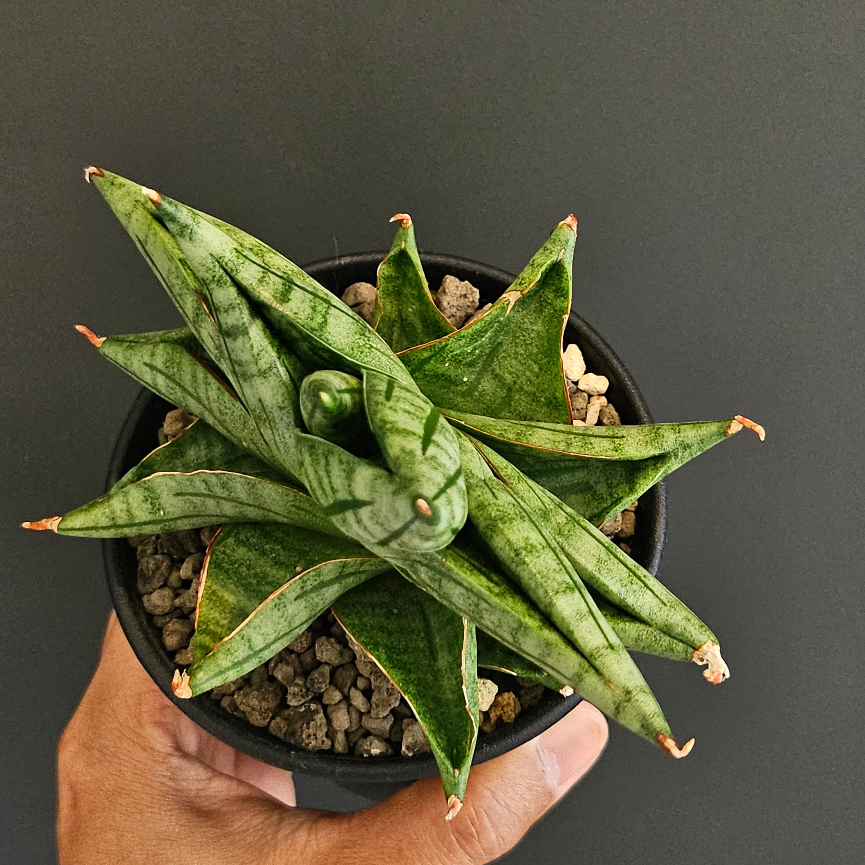 Sansevieria viena サンスベリア ヴィエナ | Plants Baka
