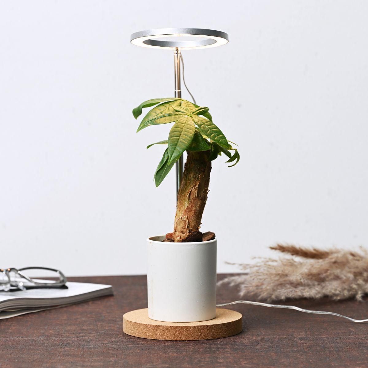 植物育成用LEDライト「オロハライト」～ タイマー付きで便利で