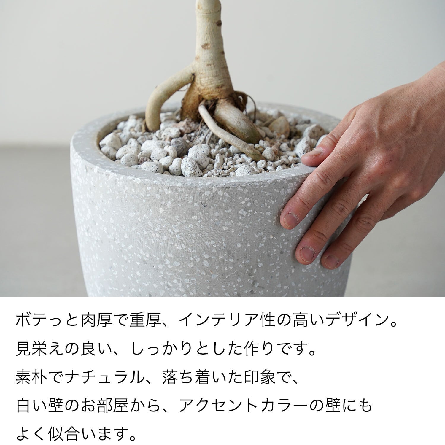 フィカス ベンガレンシス | AYANAS（アヤナス）｜観葉植物のセレクト