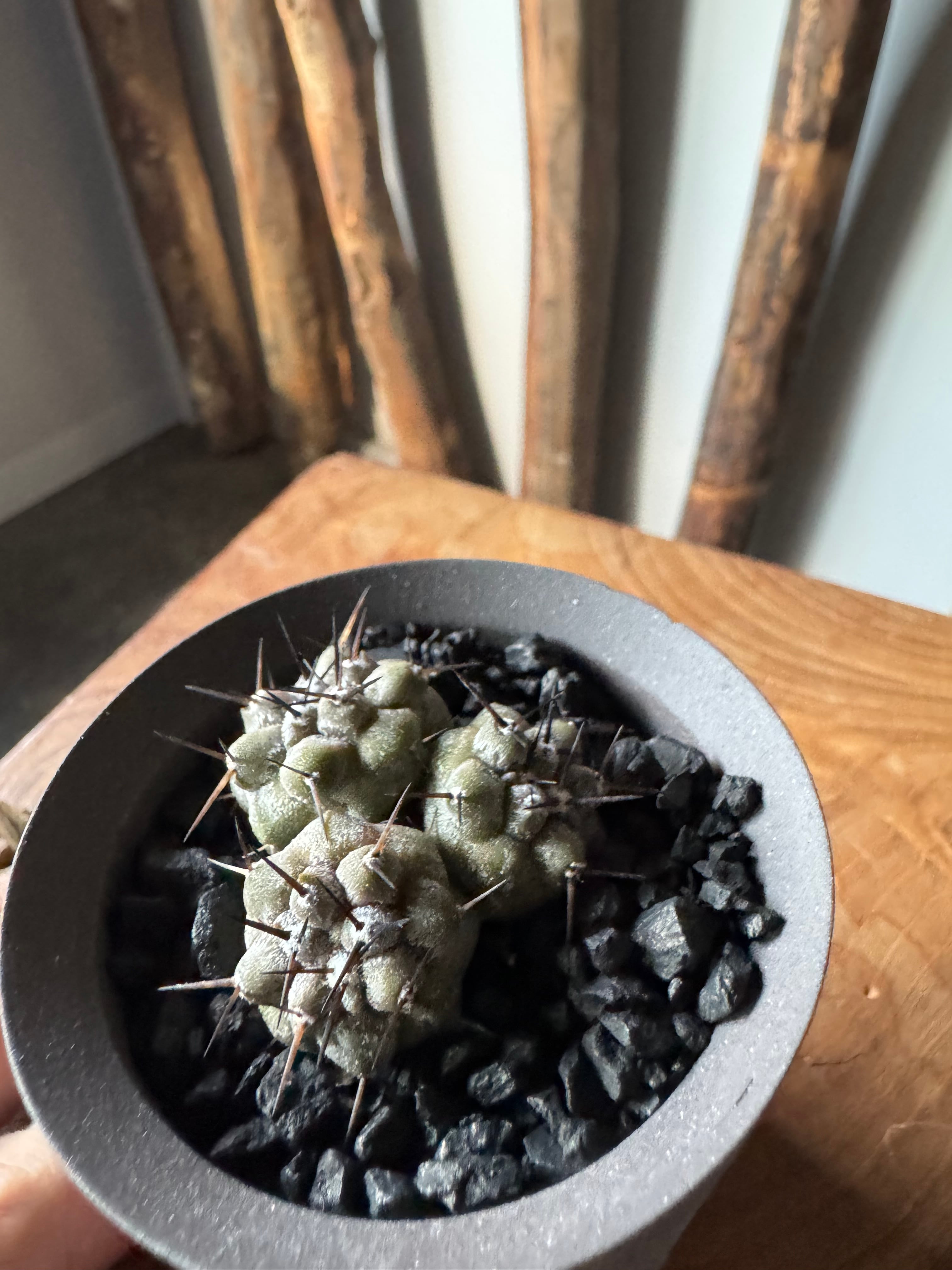 新作】Copiapoa cinerea × VALIEM GHOST【俺の黒王丸 トリプルヘッド