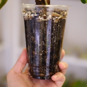Anthurium Carlablackiae / アンスリウム カーラブラッキー⑫│観葉植物
