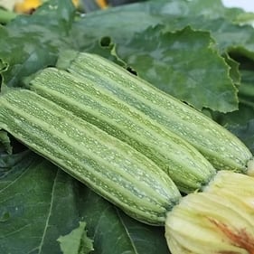 ズッキーニ | みらいのたね EnYuKan