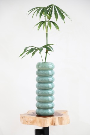 【M】アンスリウム ポリスキタム/Anthurium polyschistum ※陶器鉢付き