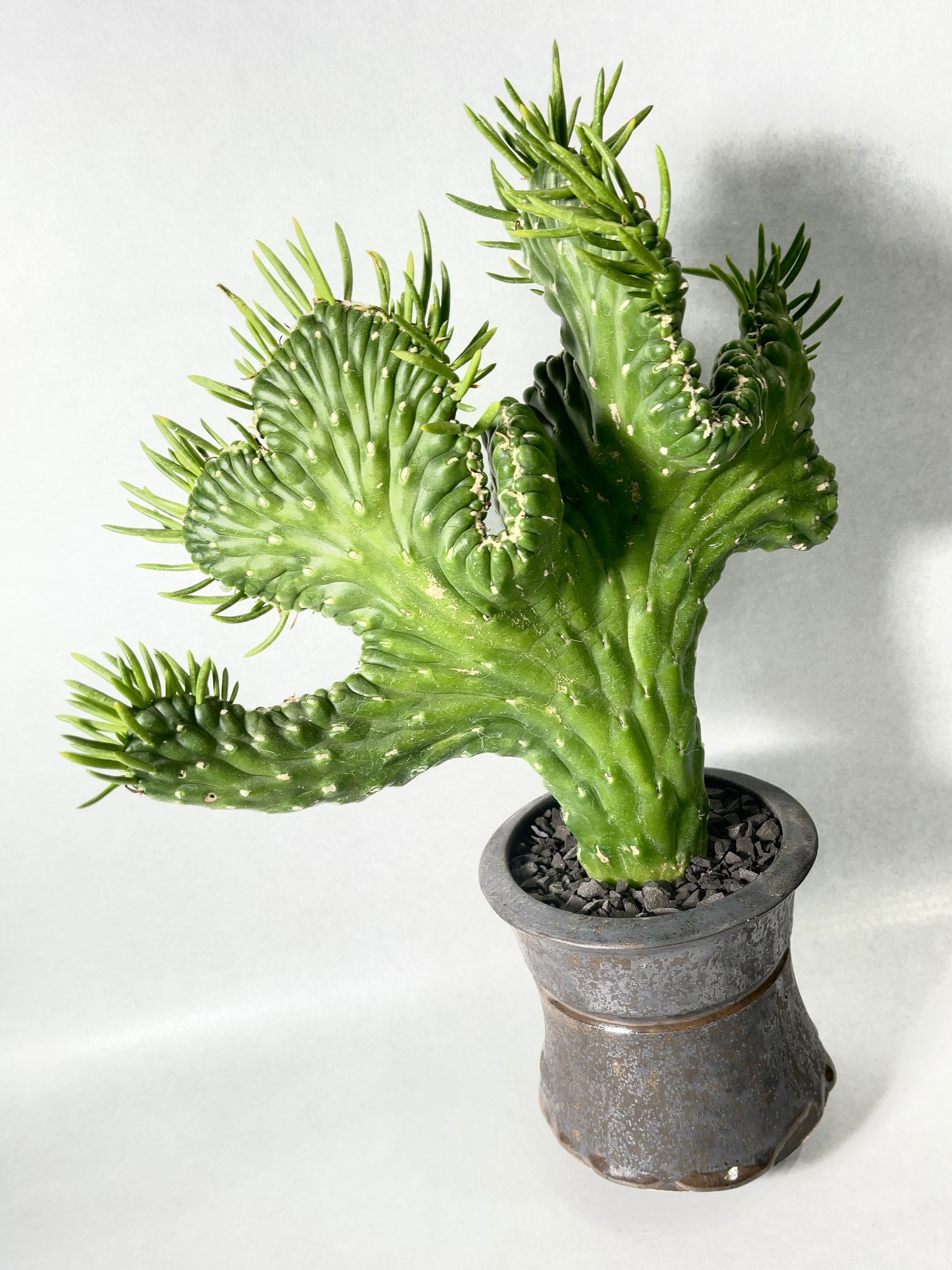 レアサボテンコレクション・シリンドロオプンチア属・将軍綴化inわけけのお店 レアサボテンコレクション・シリンドロオプンチア属・将軍綴化in