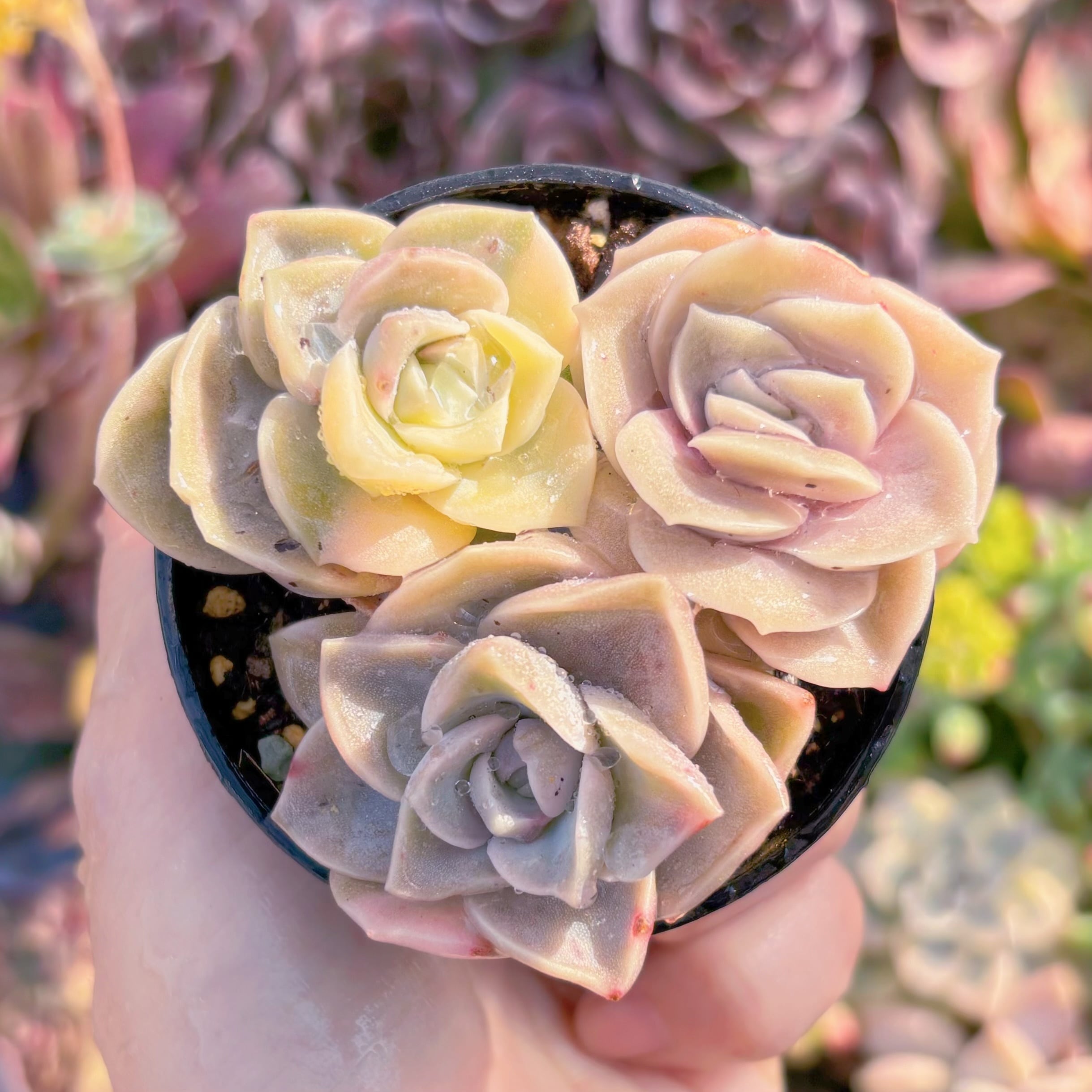 現品　ラブリーローズ錦(覆輪錦)#2223　3頭　るる農園