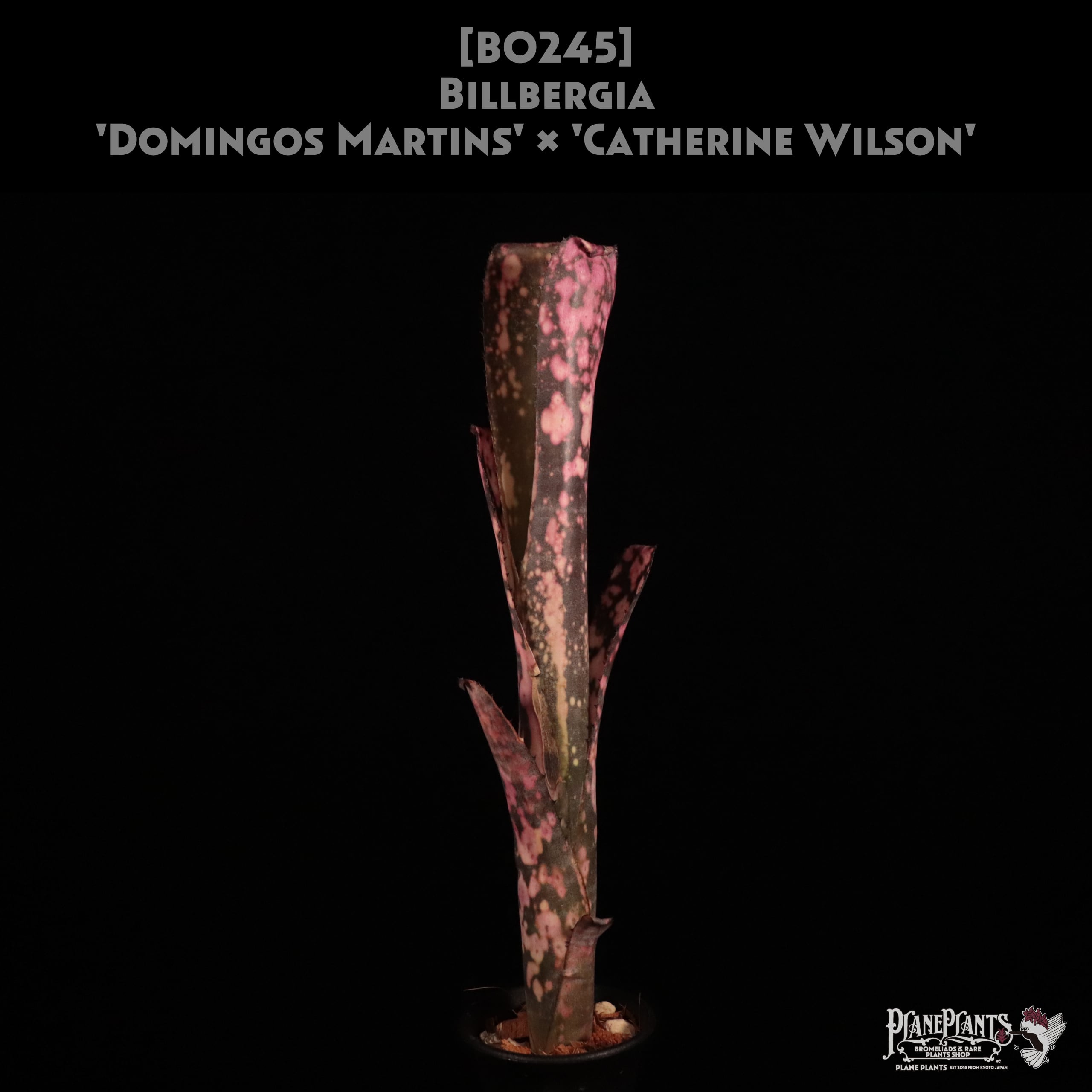 送料無料】'Billbergia 'Domingos Martins' x 'Catherine Wilson
