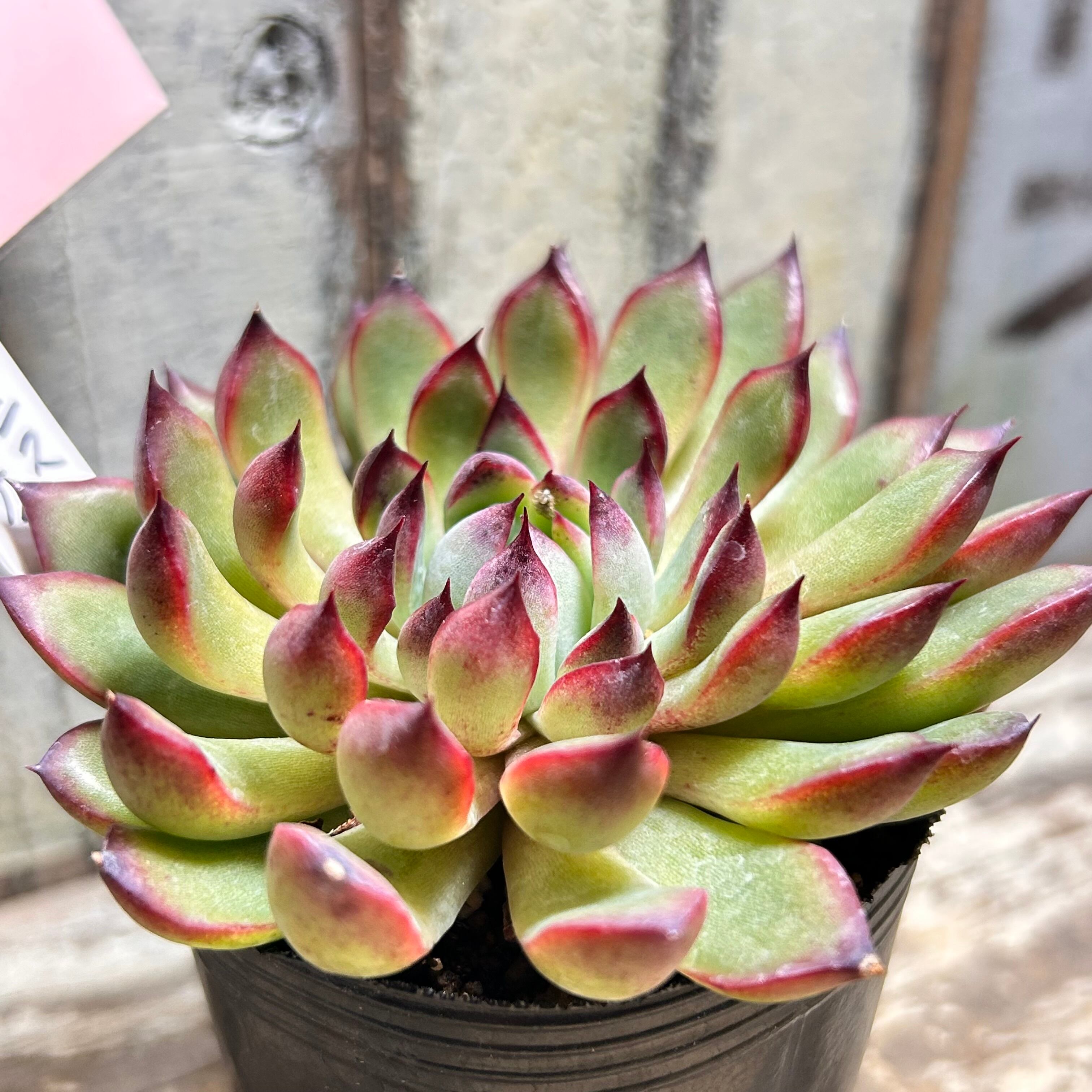 ダルマプリドニス×ブレンディティ | RuPo 多肉植物専門店