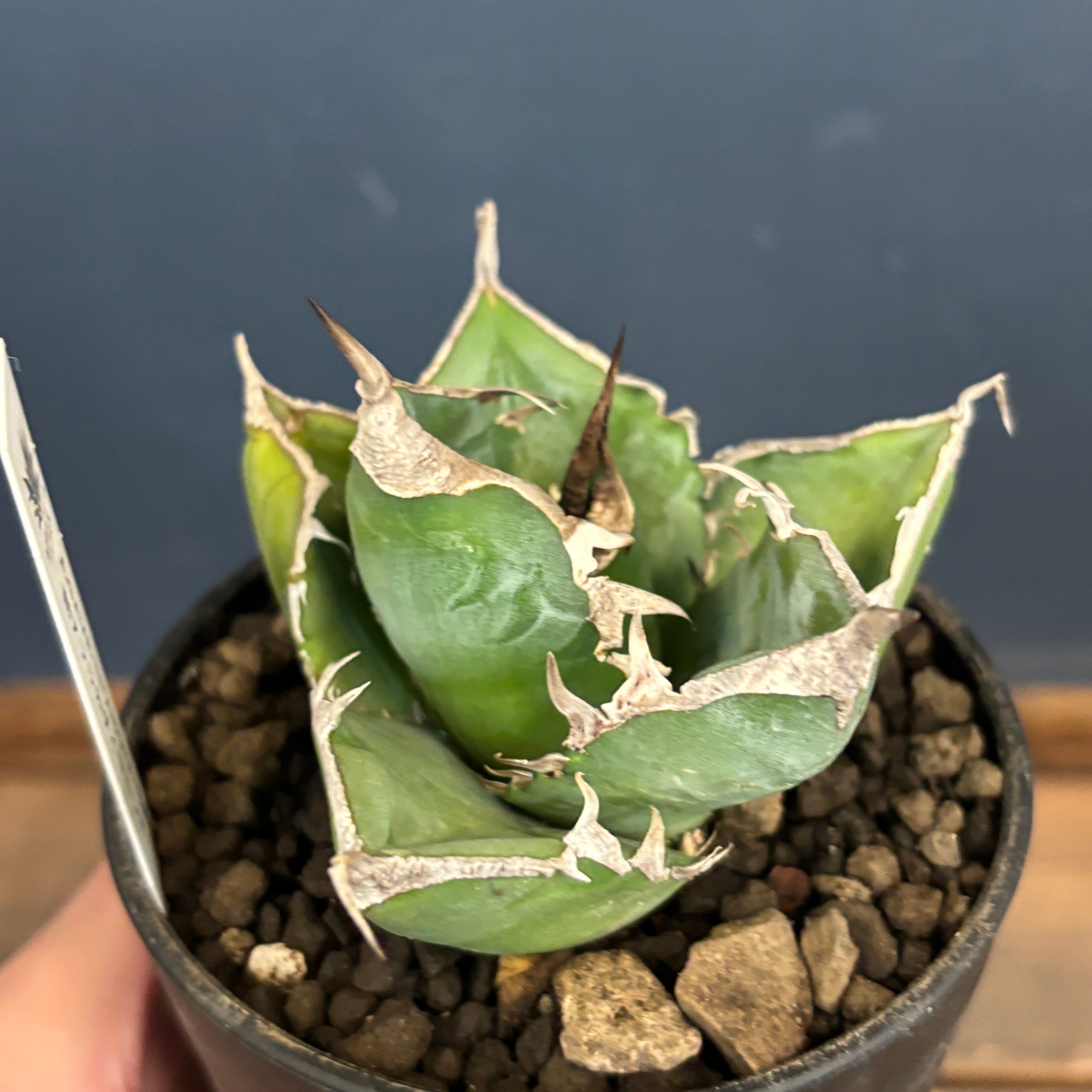 アガベ チタノタ 南アフリカダイヤモンド(SAD)【1064】 | PROTOLEAF