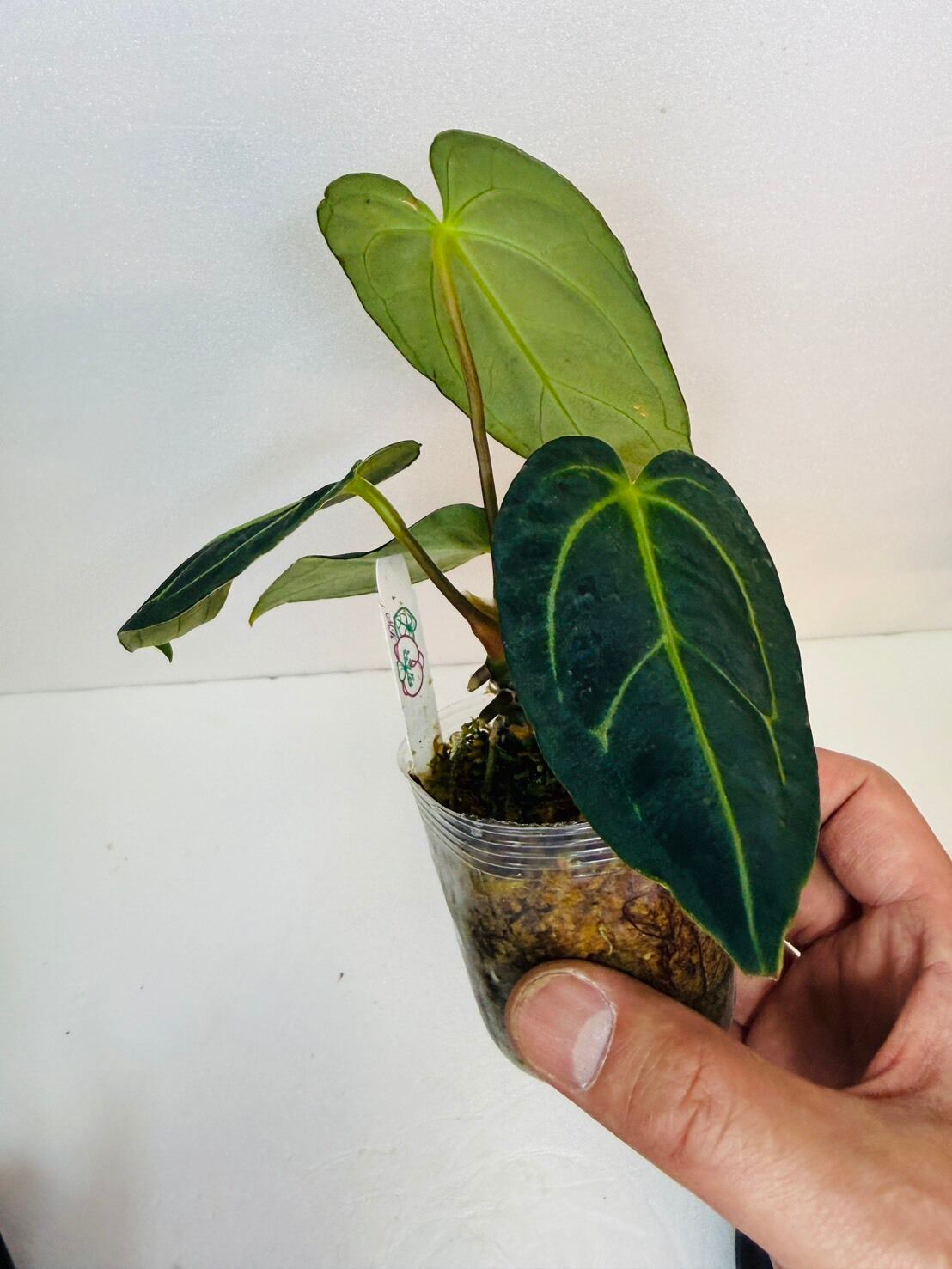 残り1鉢！アンスリウム・レガレ 2.5号 | 観葉植物と雑貨のお店 VIVAGREEN