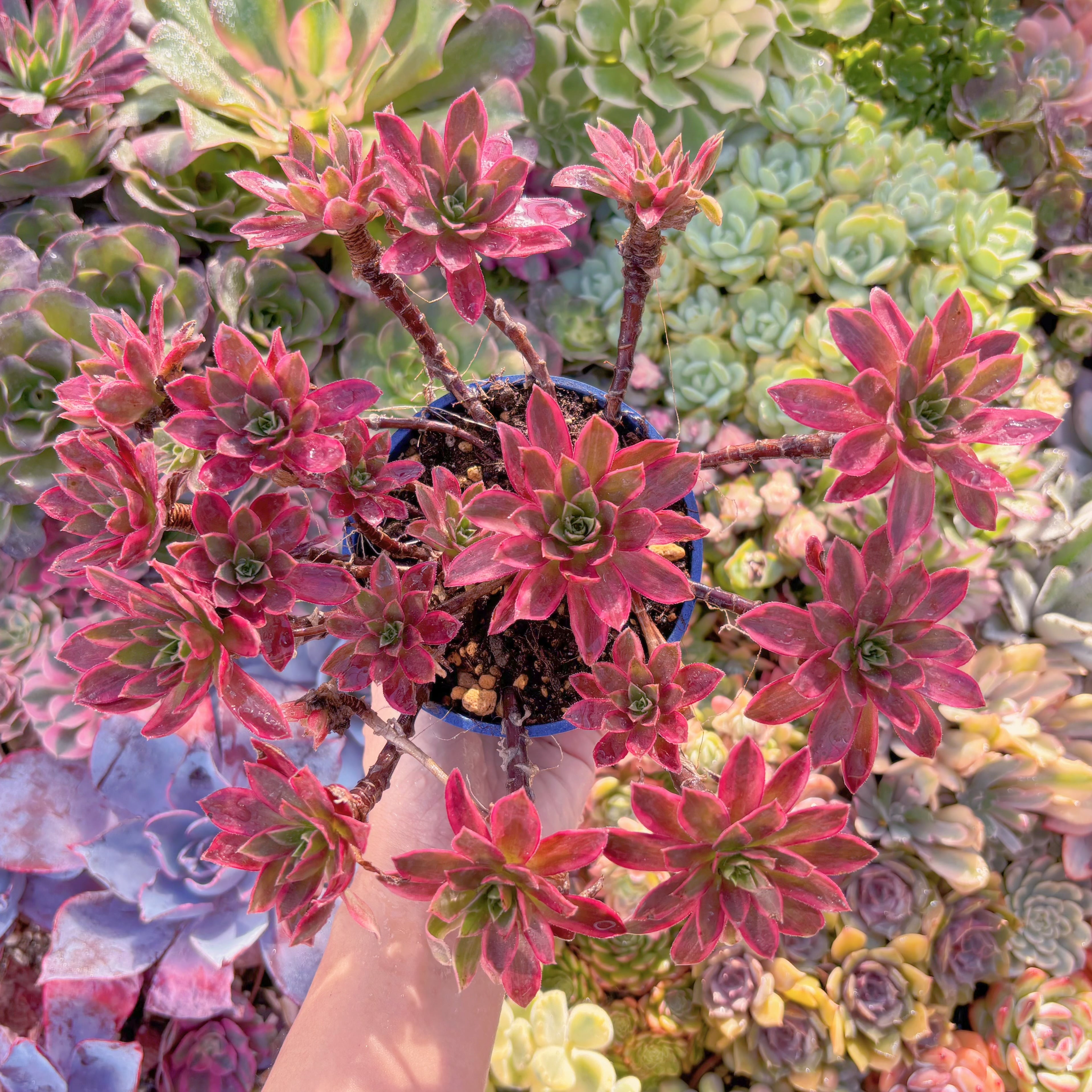 現品　鳳凰錦#A047　群生　新入荷　るる農園