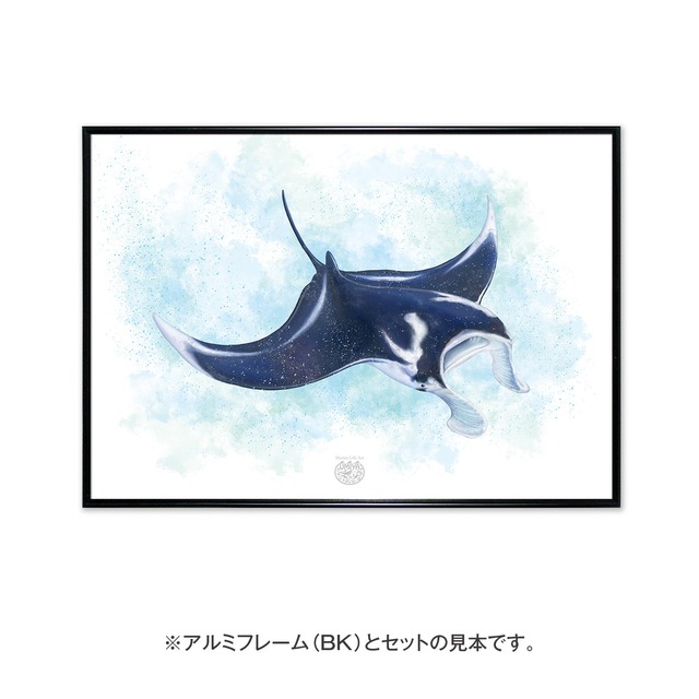 【海のいきものアートポスター／魚】ジャイアントマンタ