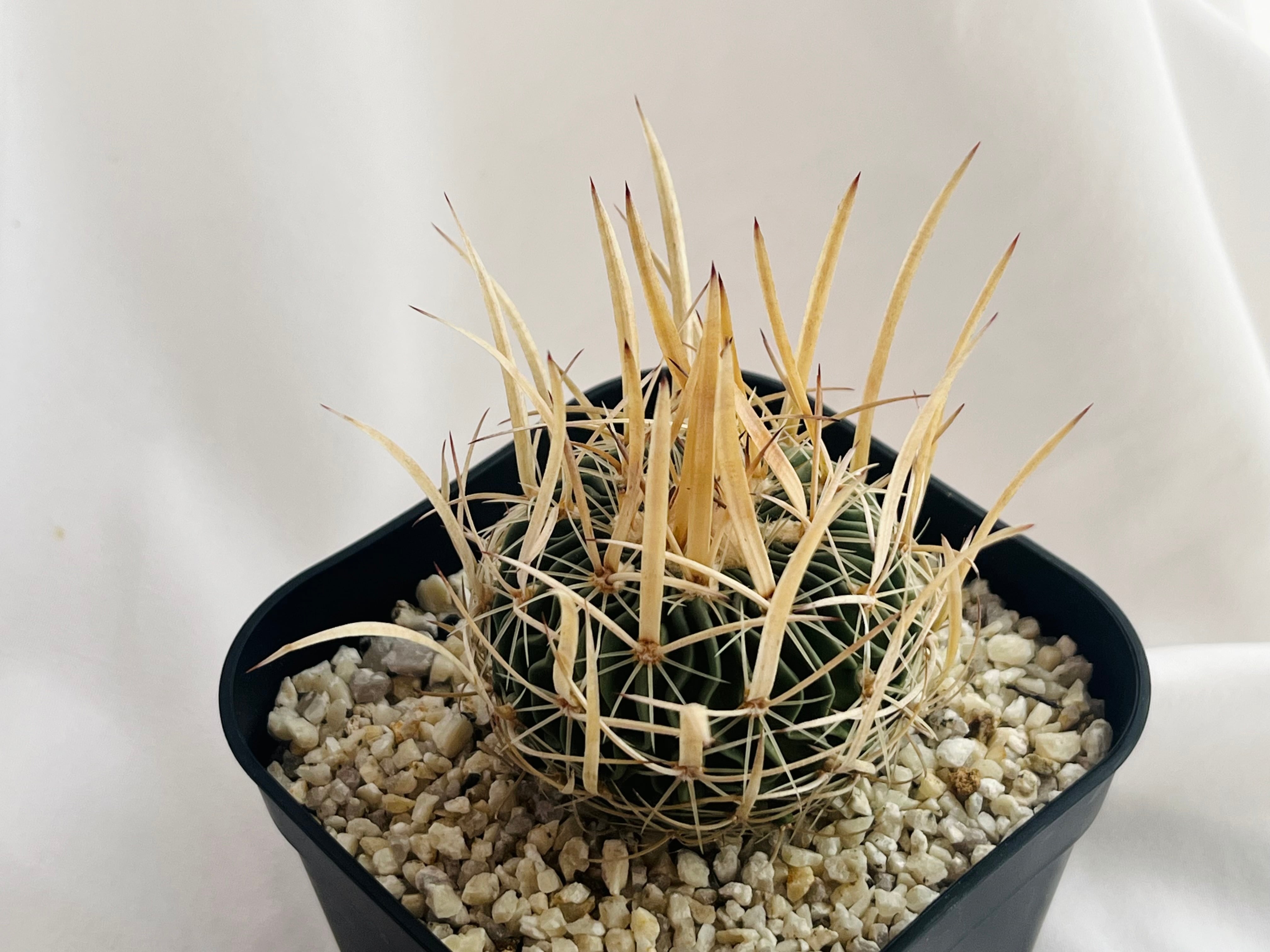 Echinofossulocactus エキノフォスロカクタス 長刺振武玉 サボテン